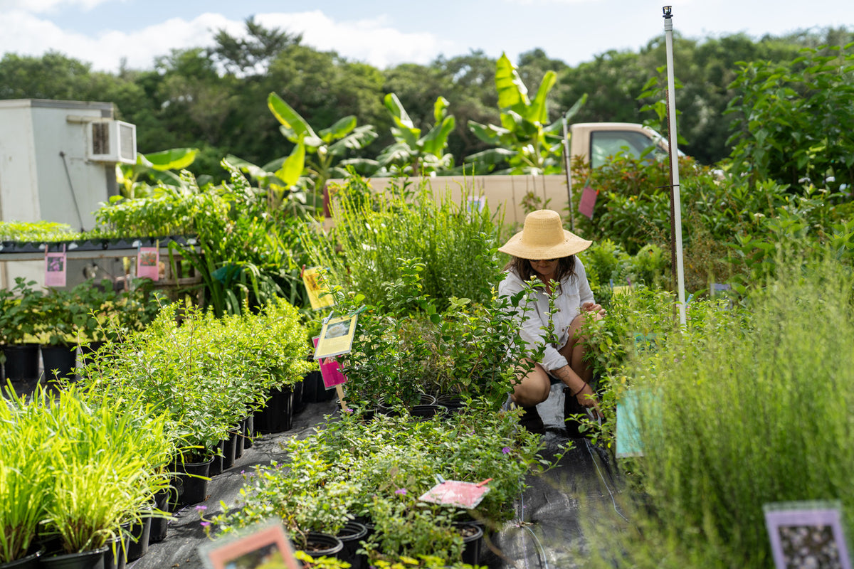 Little River Nursery