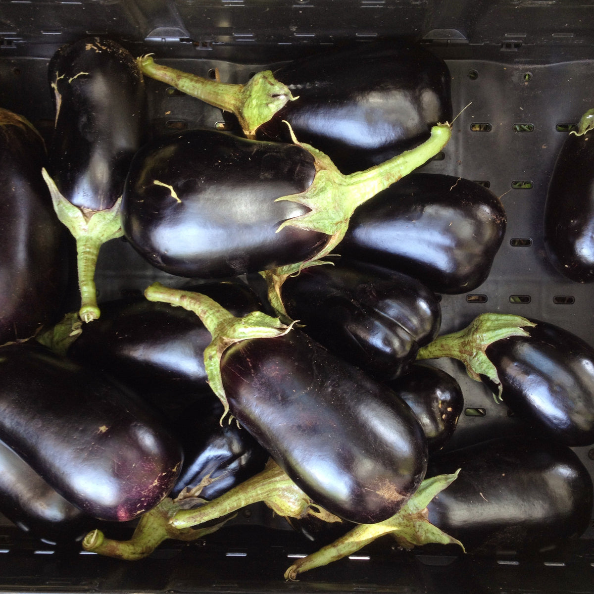 CSA Week 14