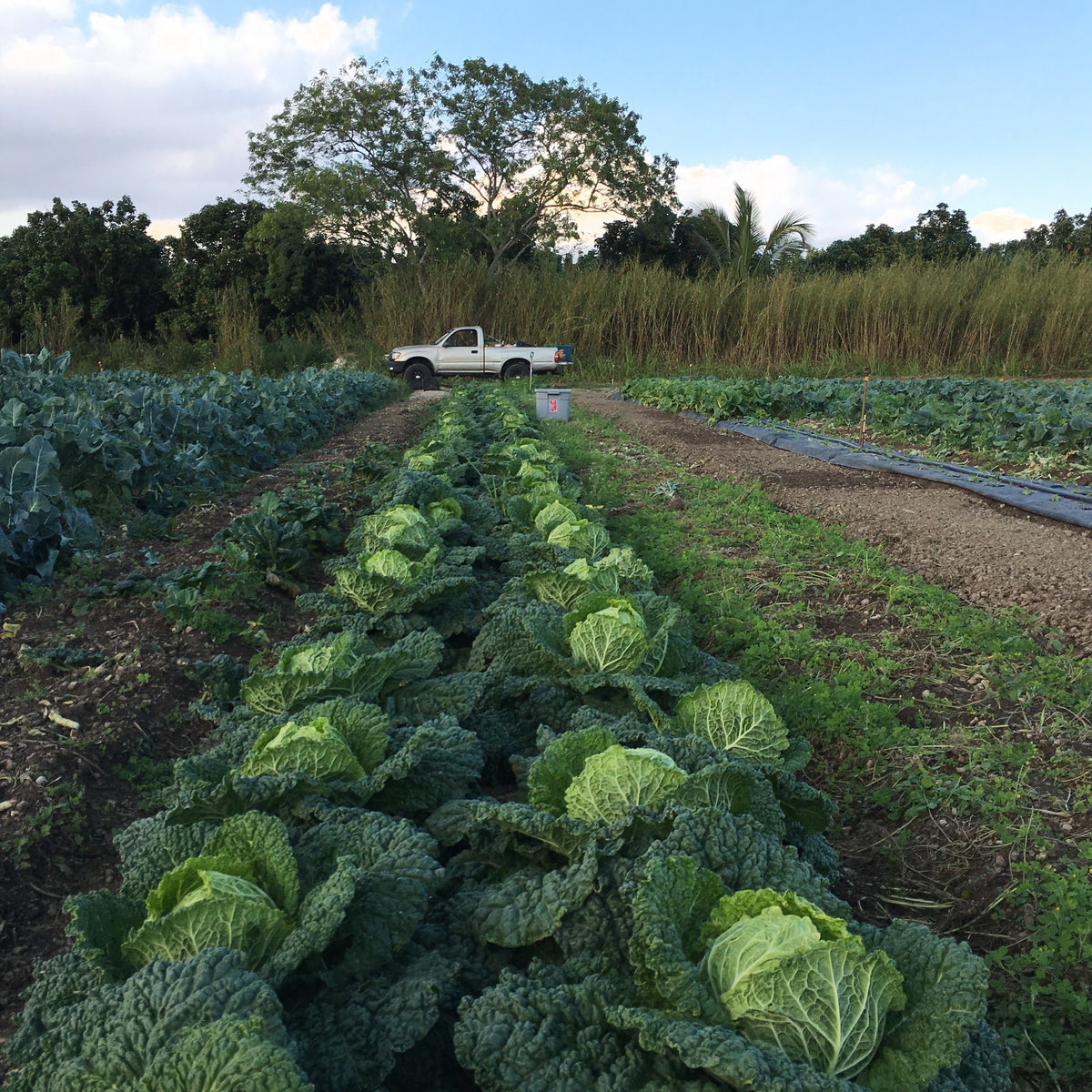 CSA Week 11