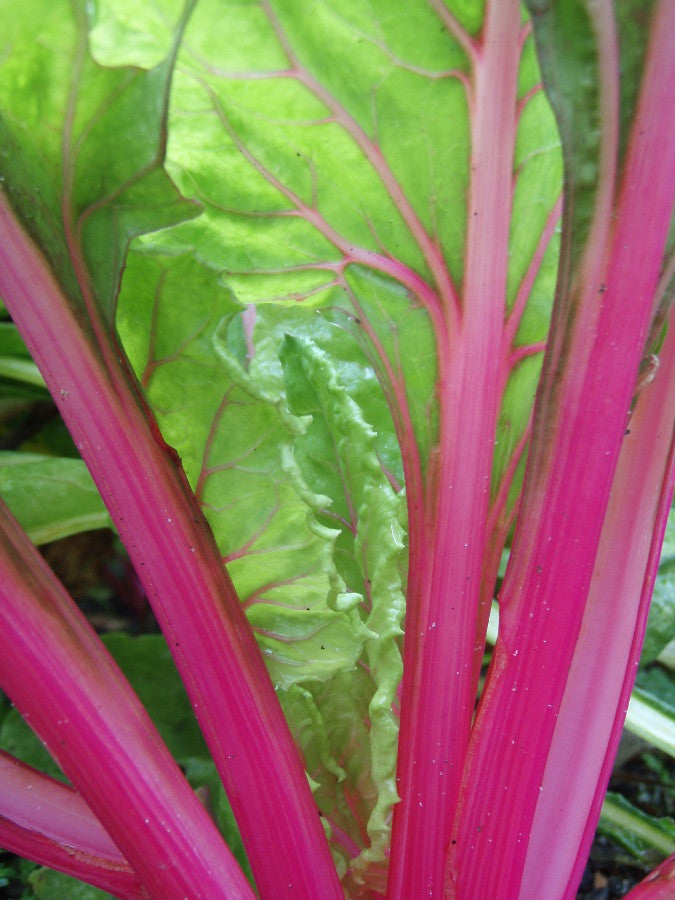 CSA Week 16