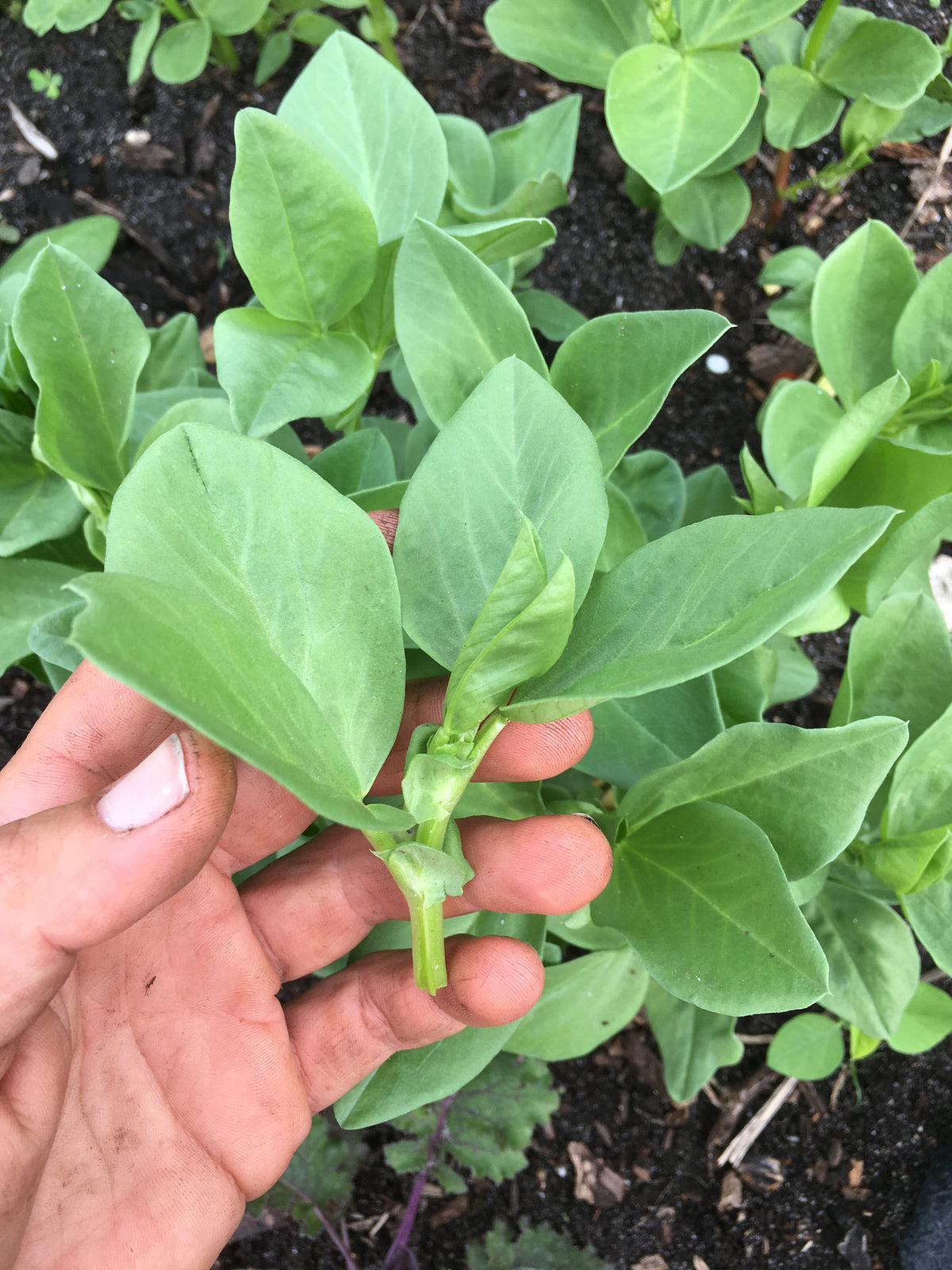 CSA Week 13