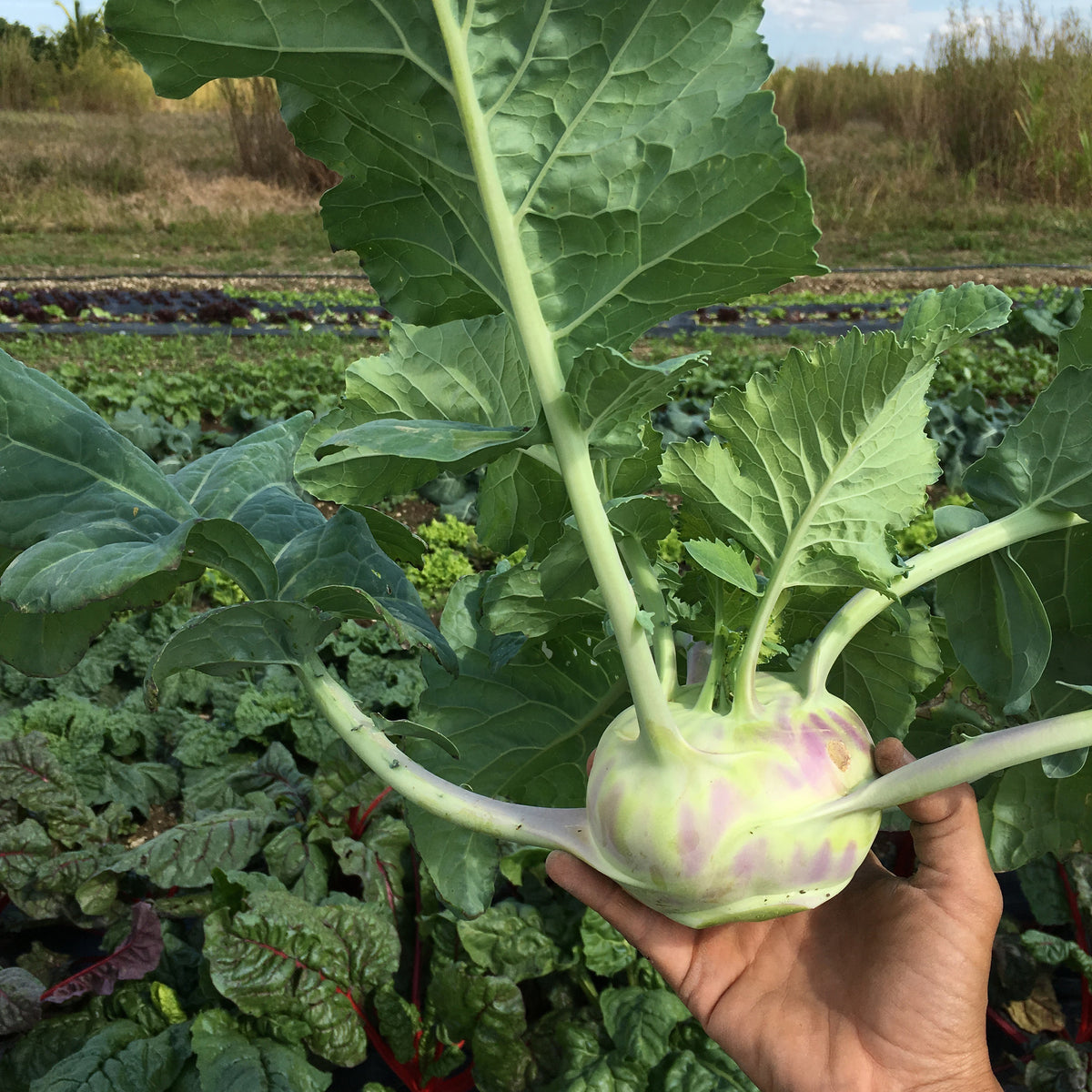 CSA Week 15