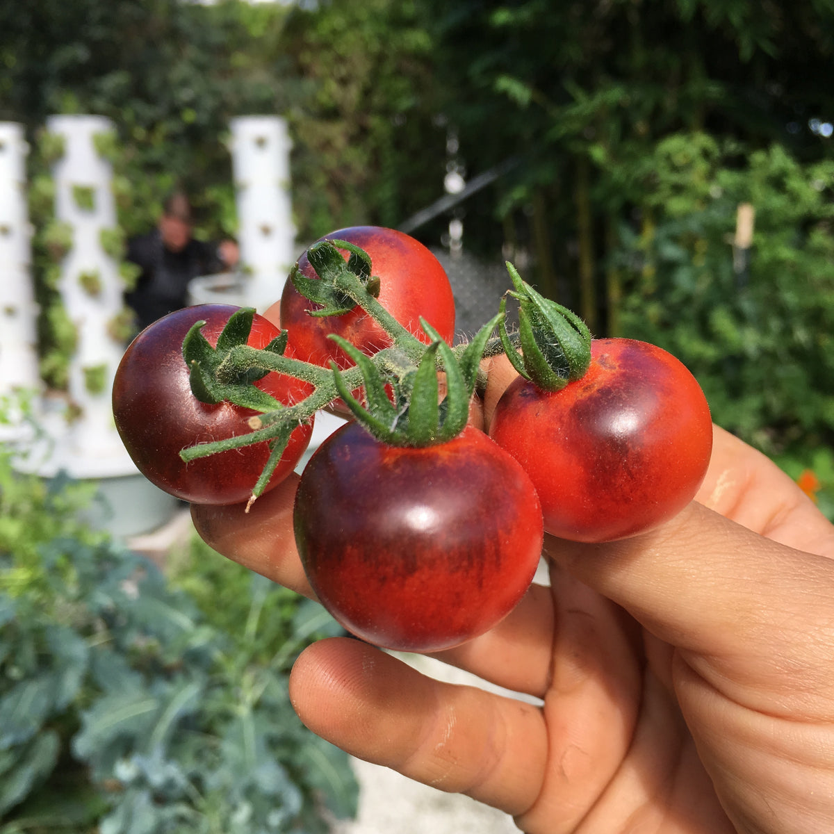 Tomatoes