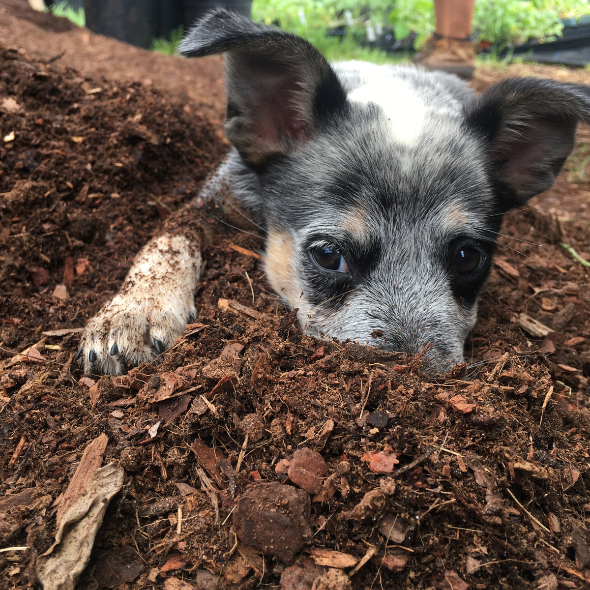 Soil & Compost