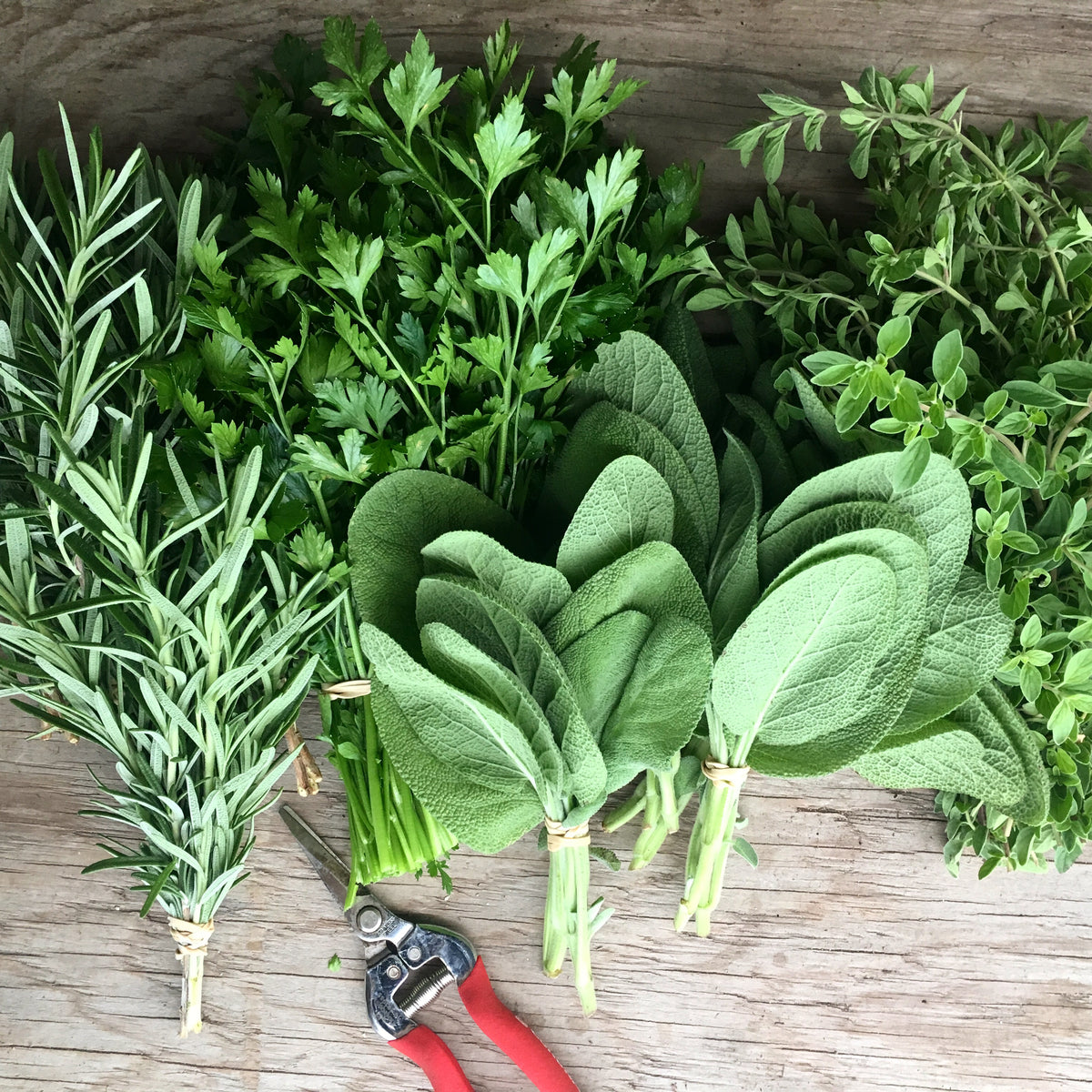 Culinary Herbs