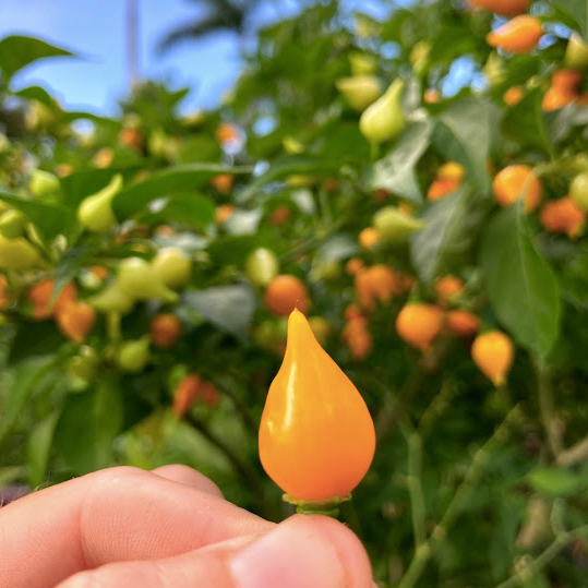 Sweet Peppers