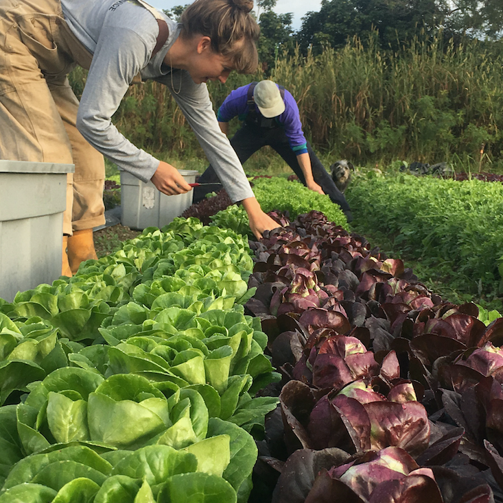 Farm Favorites
