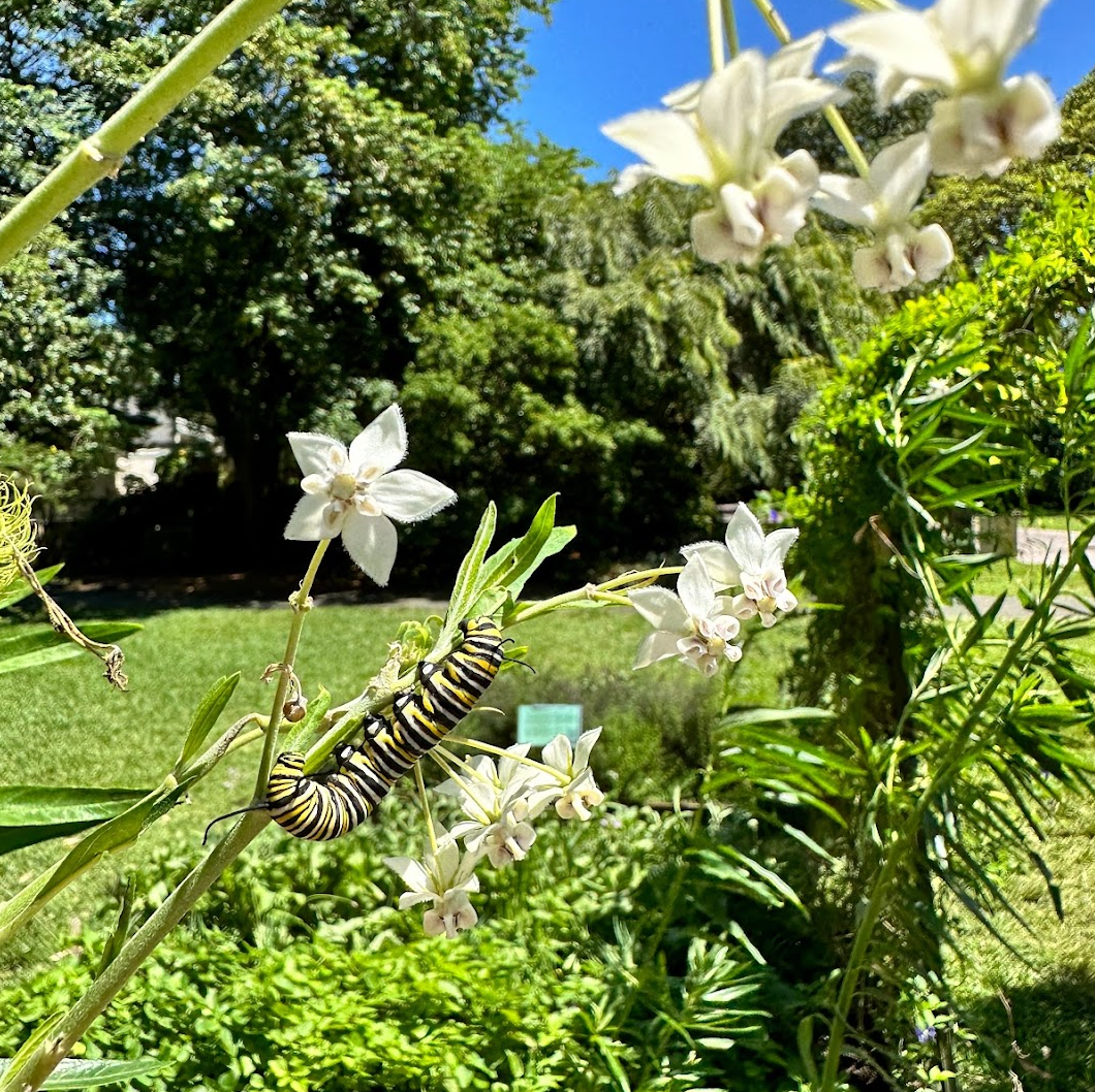Natives & Pollinators