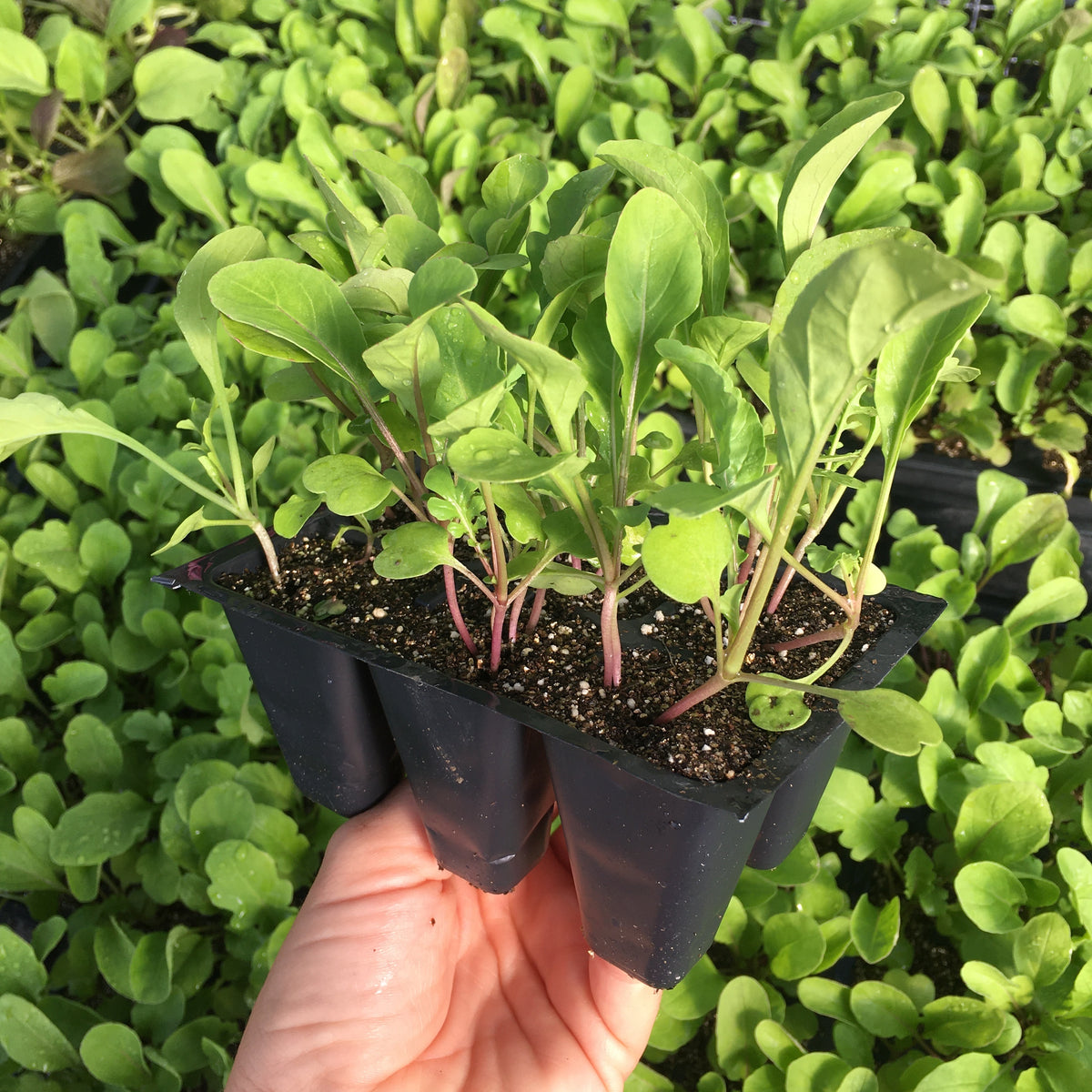 Easy to Grow