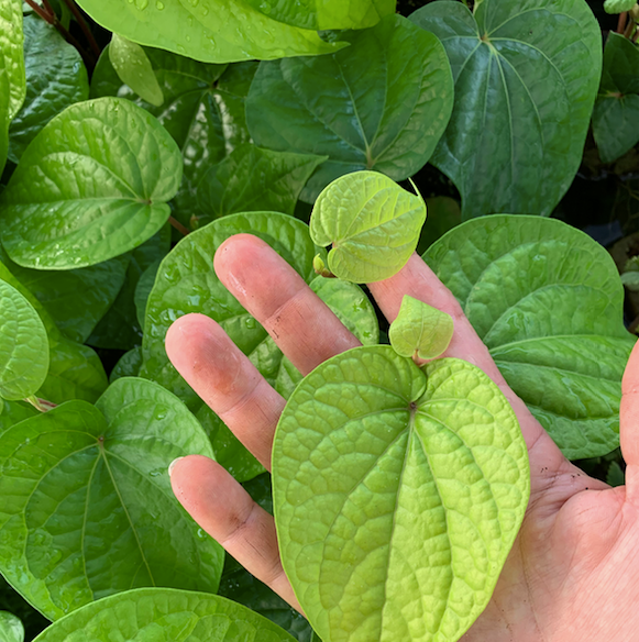 Rare Plants