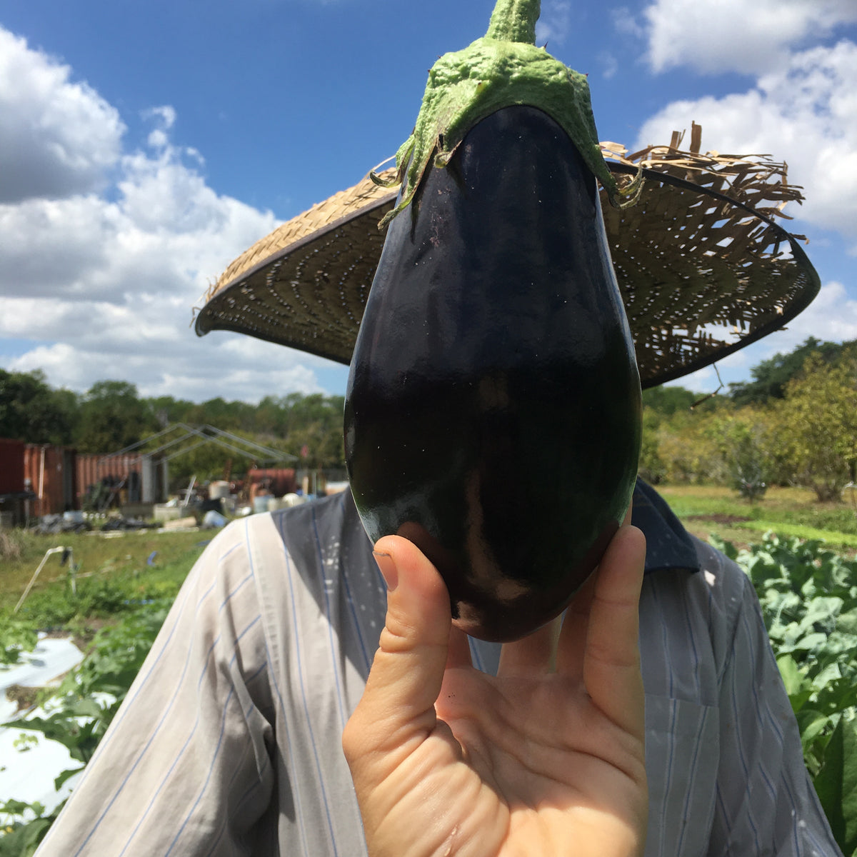 Eggplants