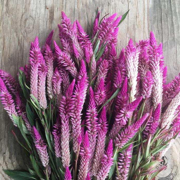 Cut Flowers