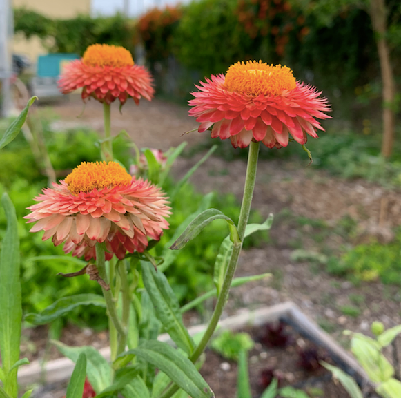 Organic Fertilizer & Pesticides