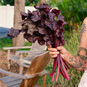 Firebird Swiss Chard