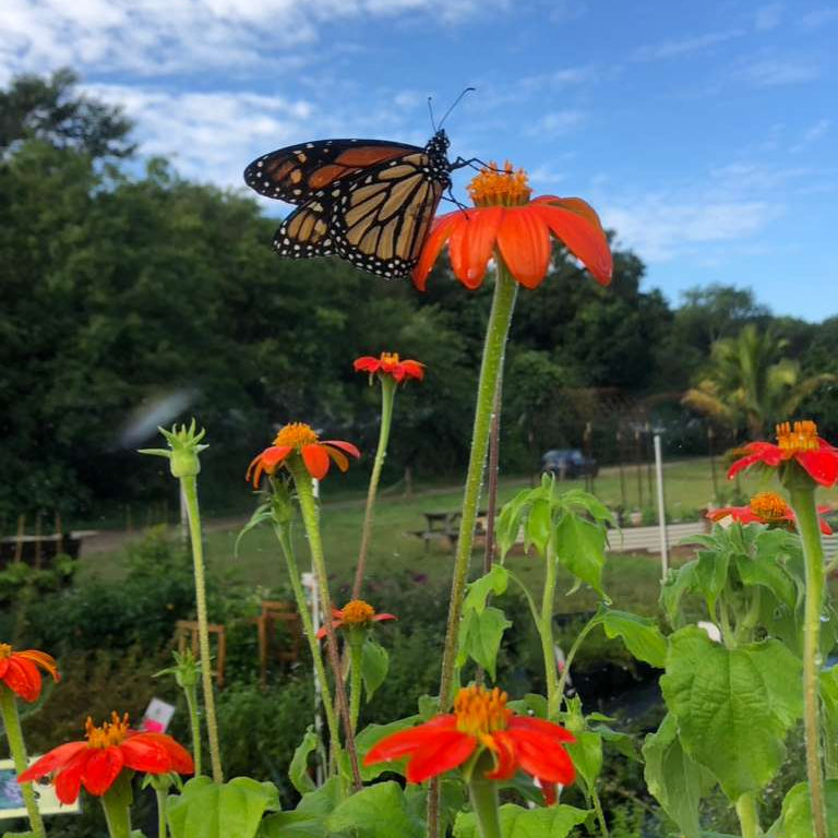 Red Tithonia - Mexican Sunflower