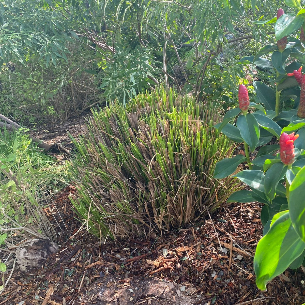 Vetiver
