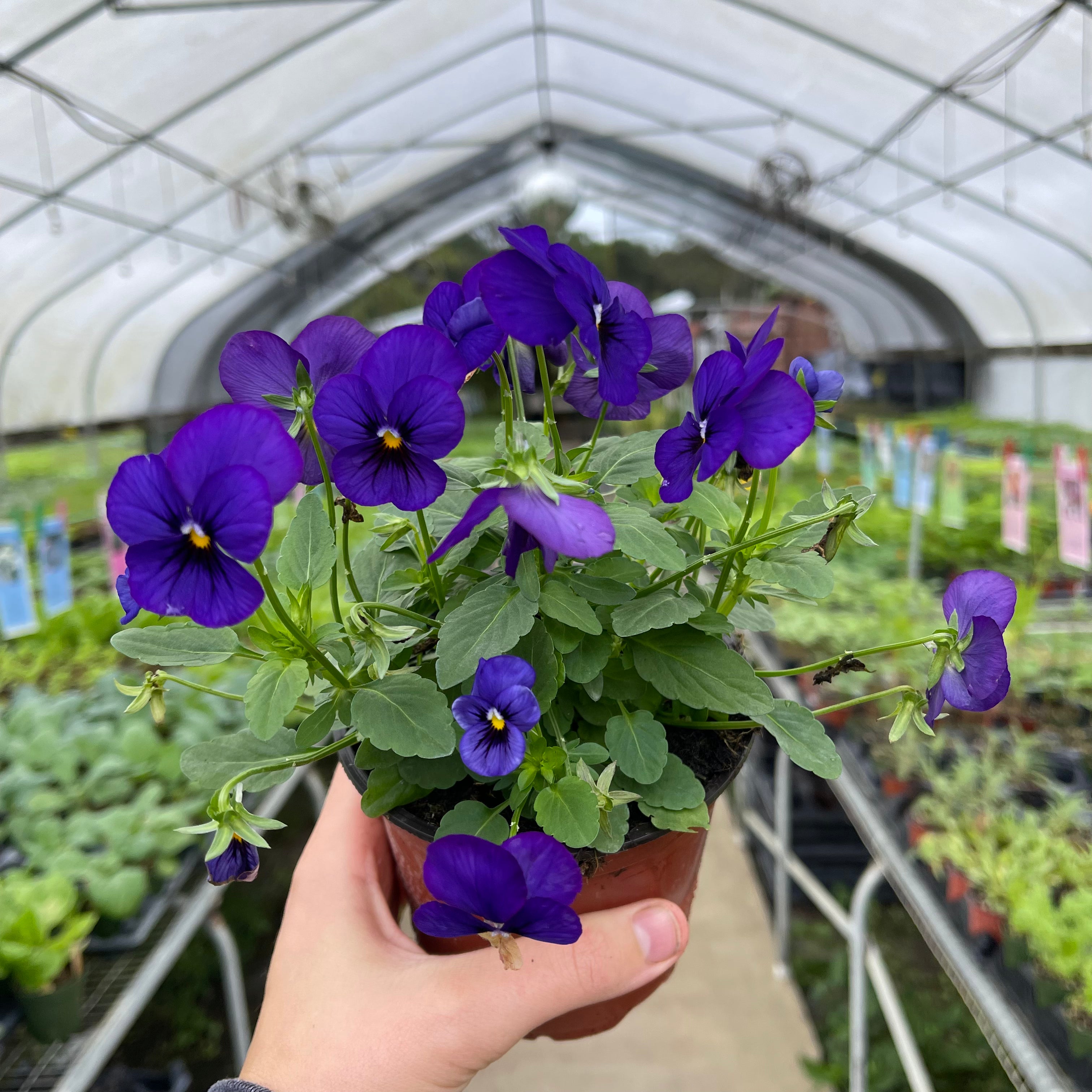 Assorted Violas