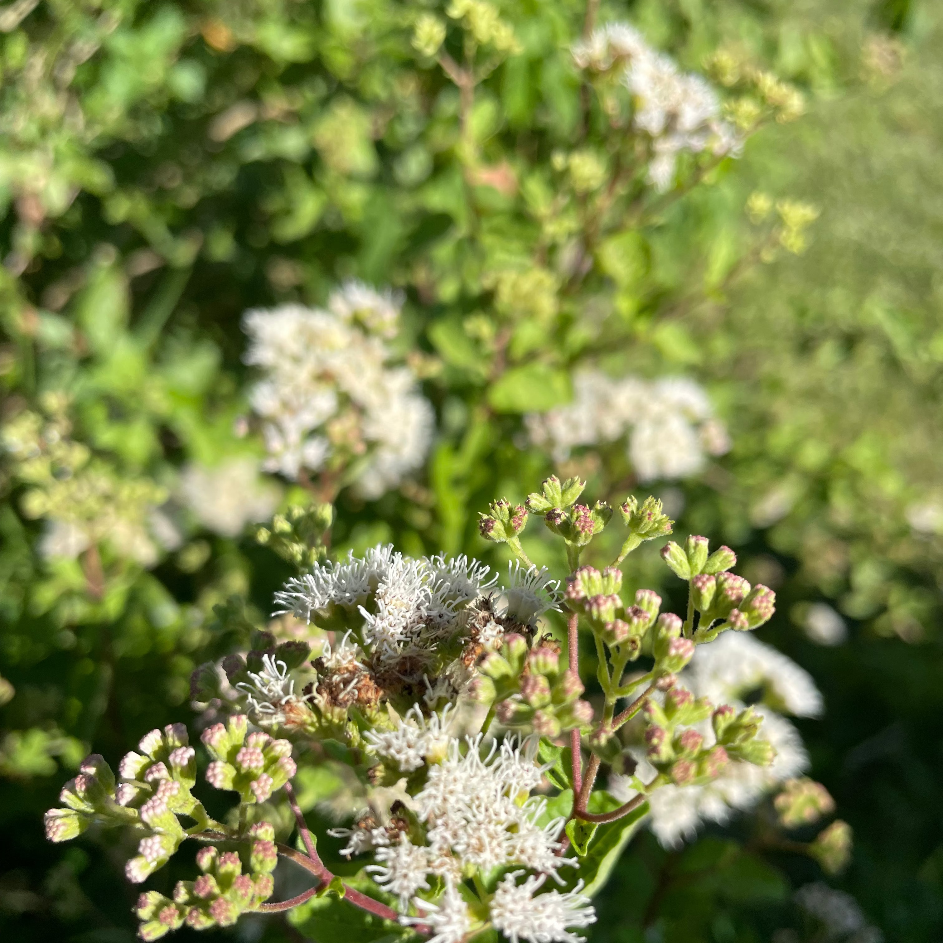 Florida Shrub Thoroughwort