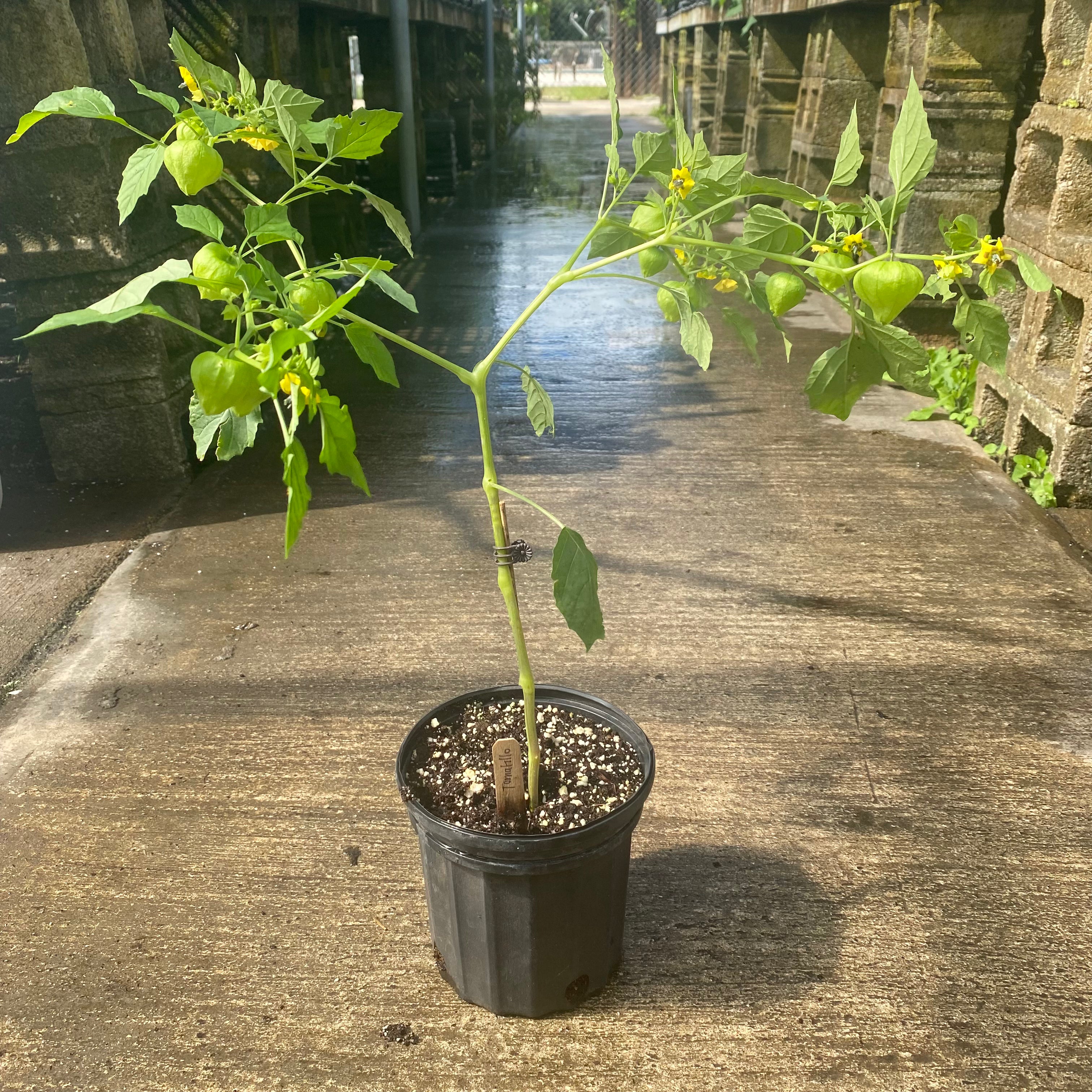 Green Tomatillo