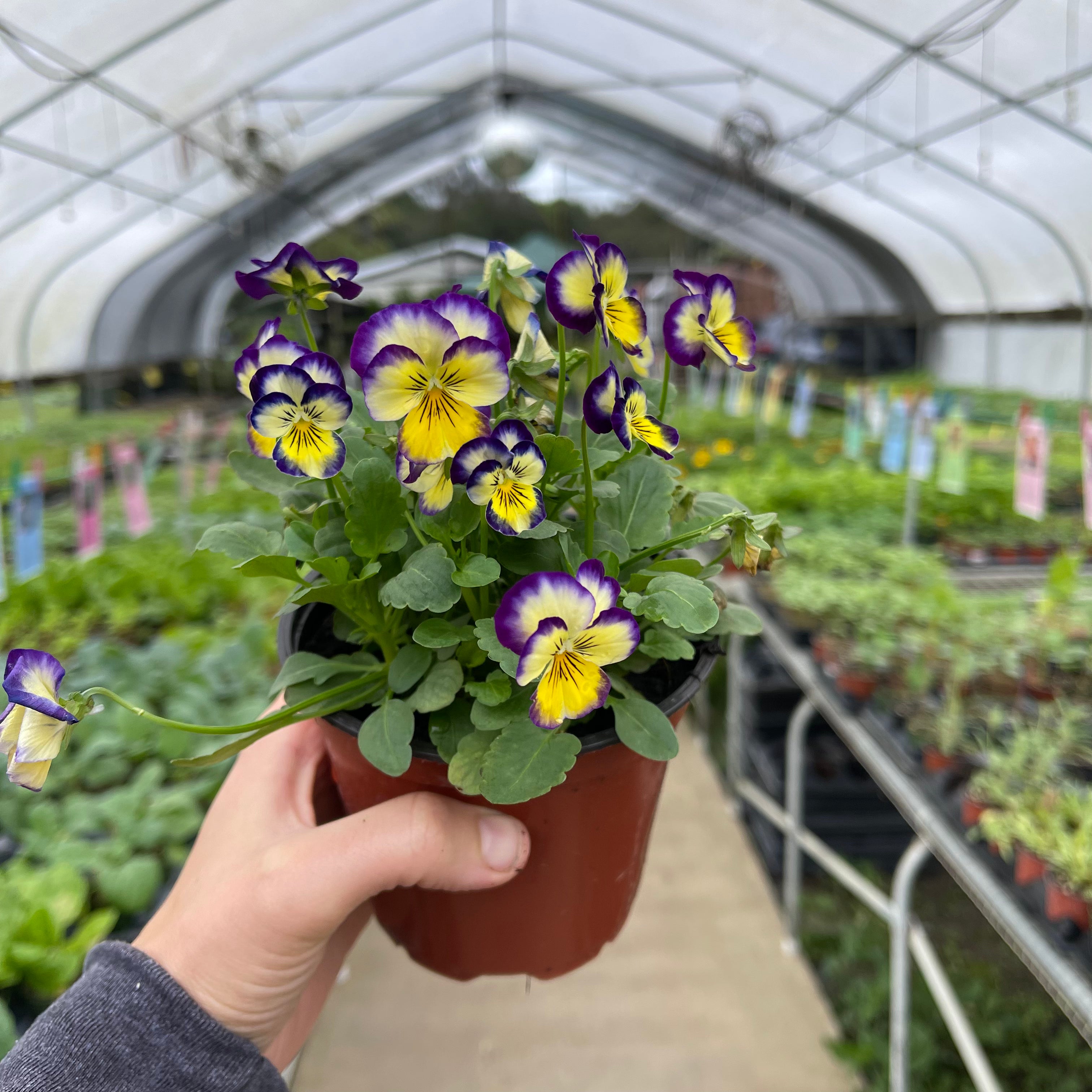 Assorted Violas