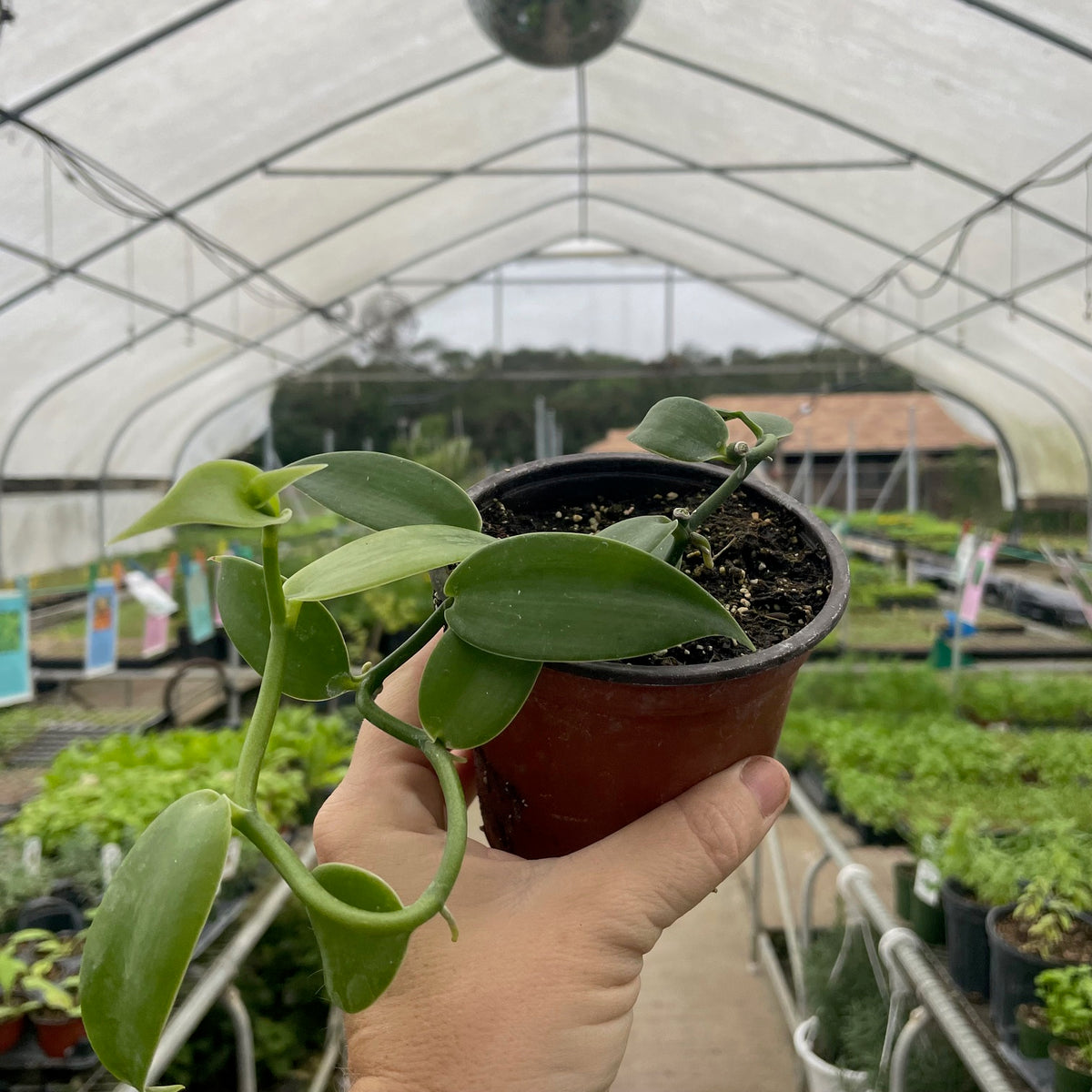 Vanilla Orchid