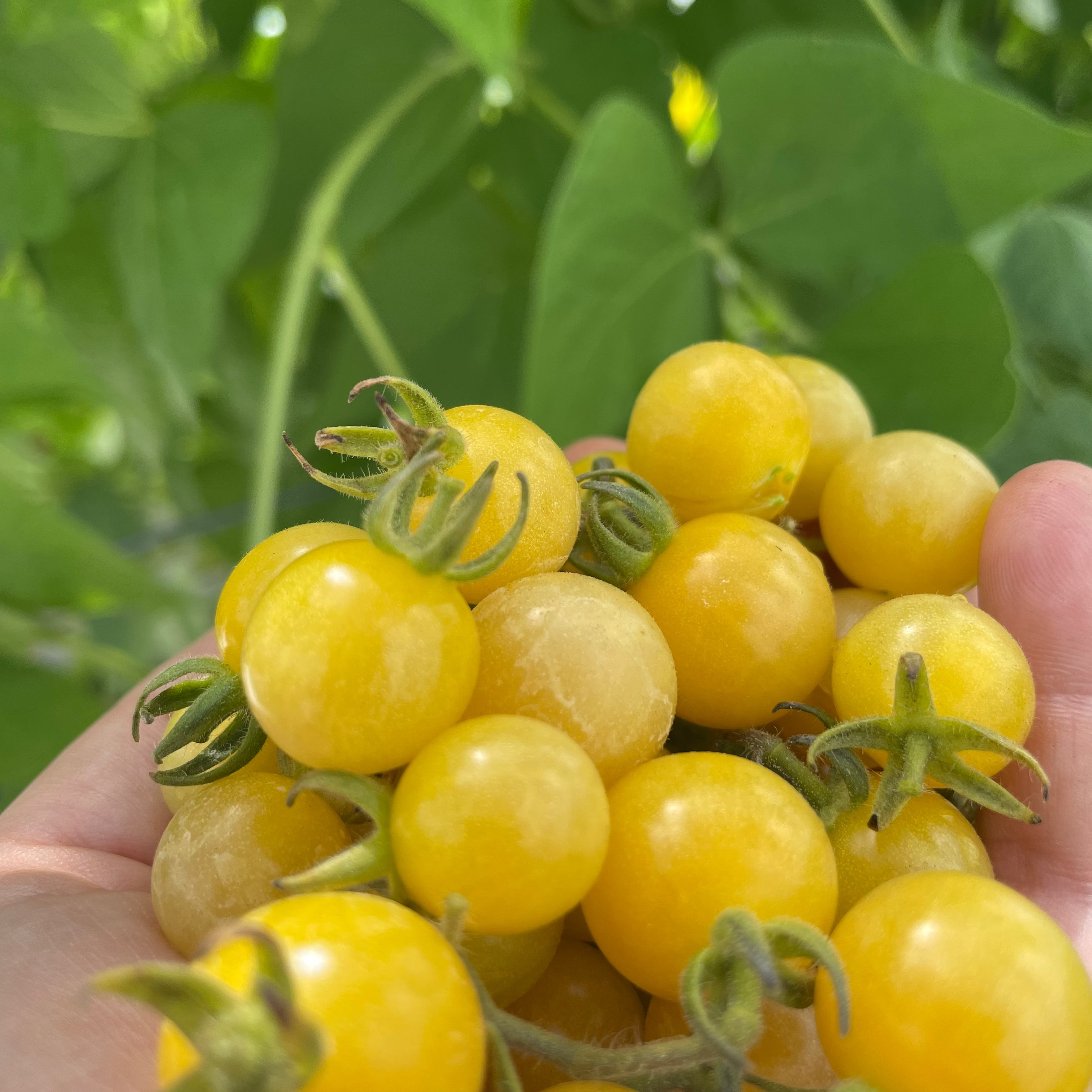 Yellow Everglades Cherry Tomatoes
