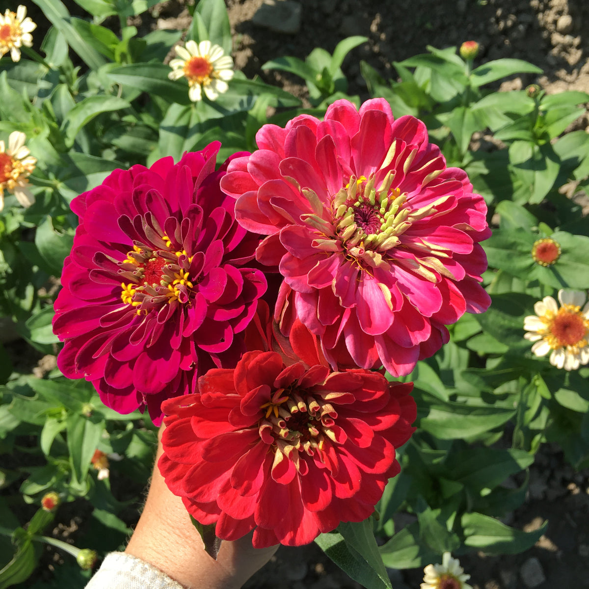 Salmon Zinnia Mix 6 pack