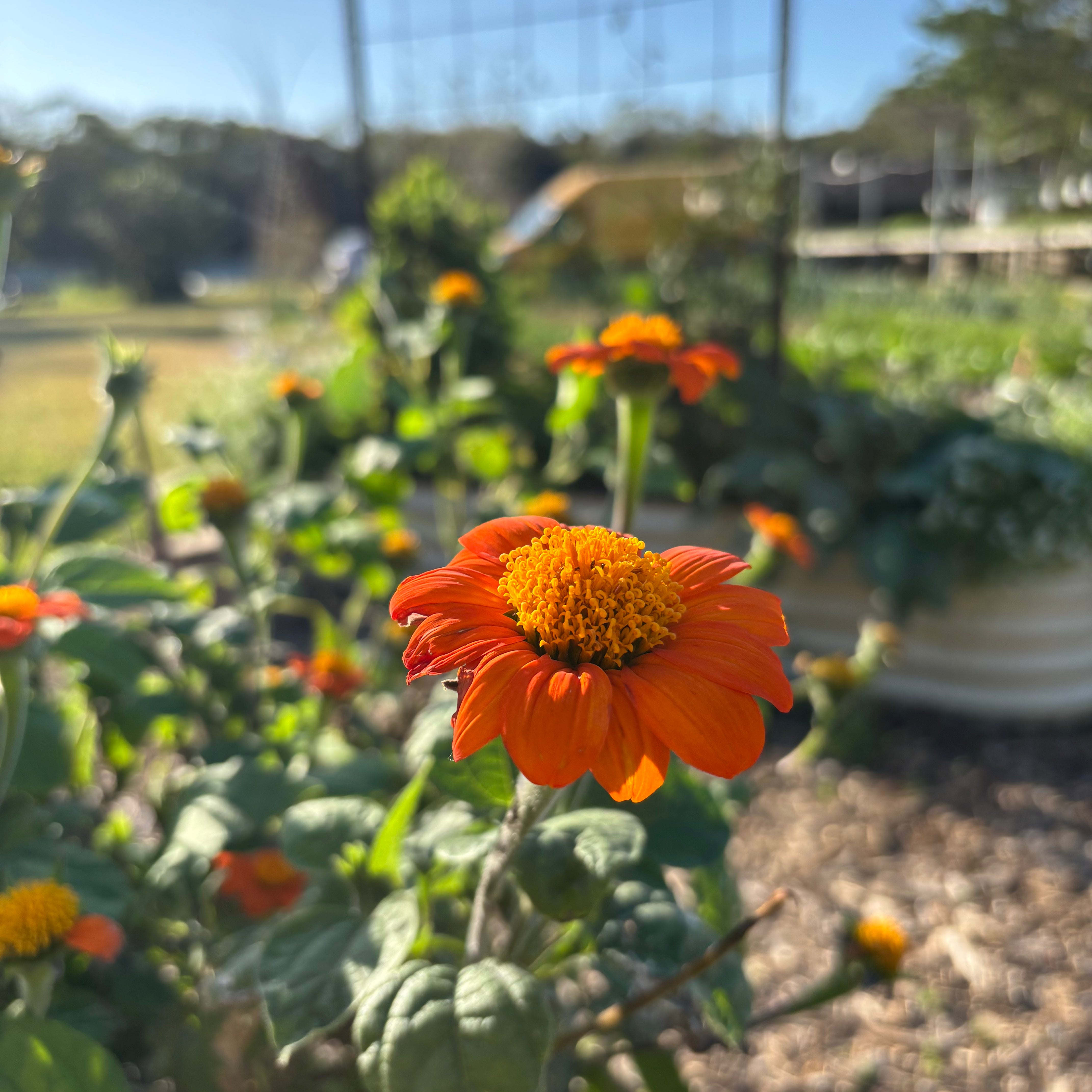 Red Tithonia - Mexican Sunflower