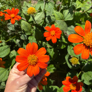 Red Tithonia - Mexican Sunflower