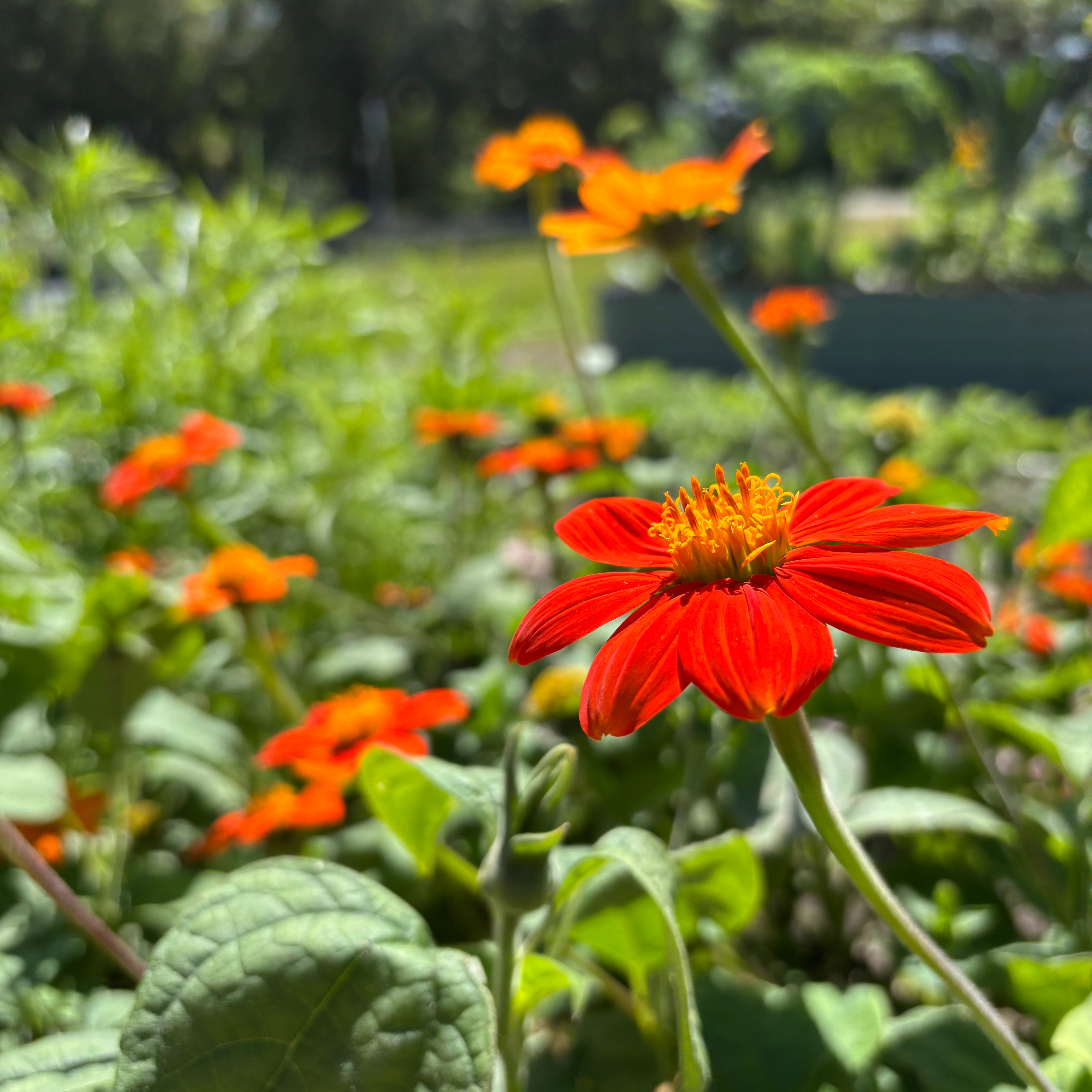 Red Tithonia - Mexican Sunflower