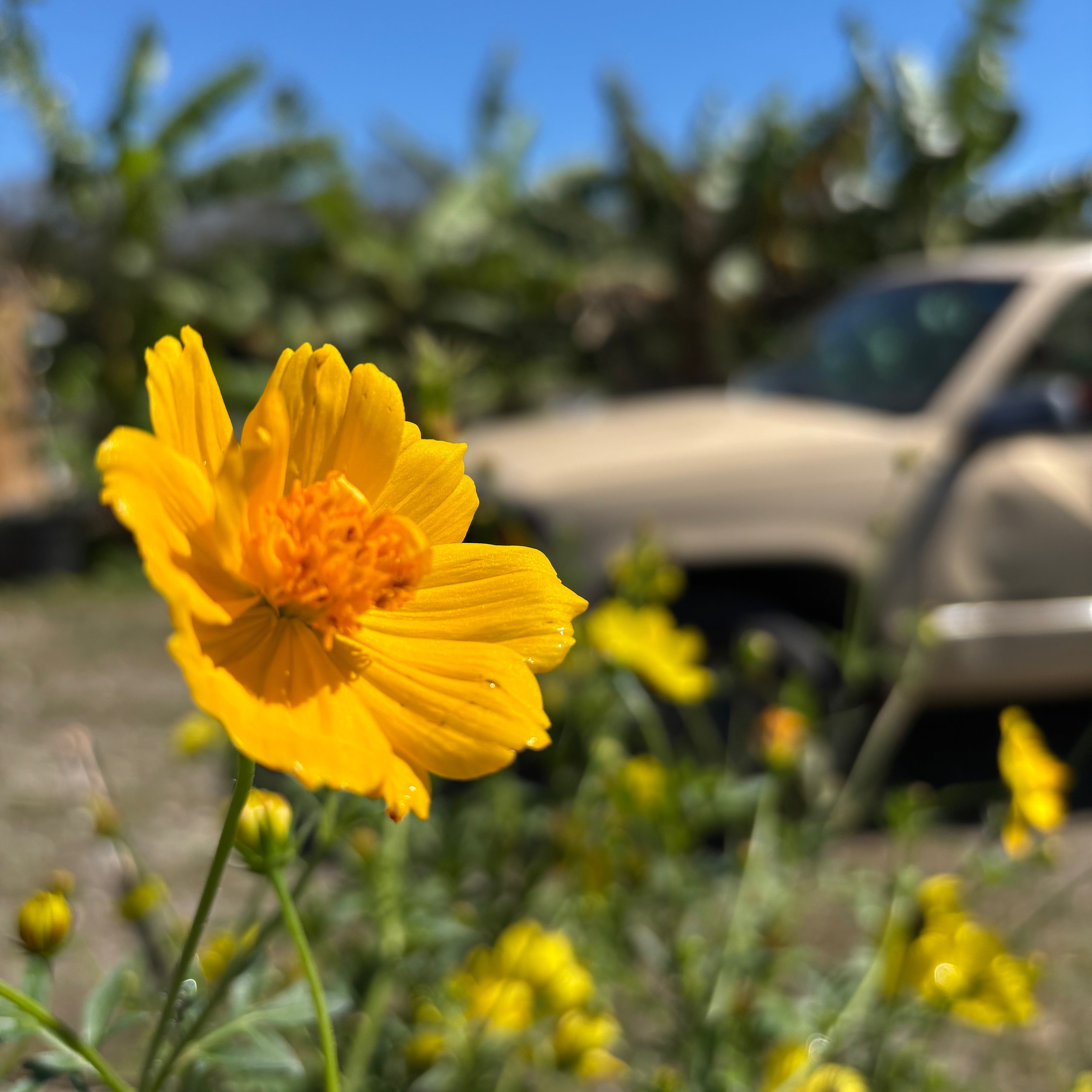 Gold Sulphur Cosmos