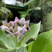 Giant Milkweed