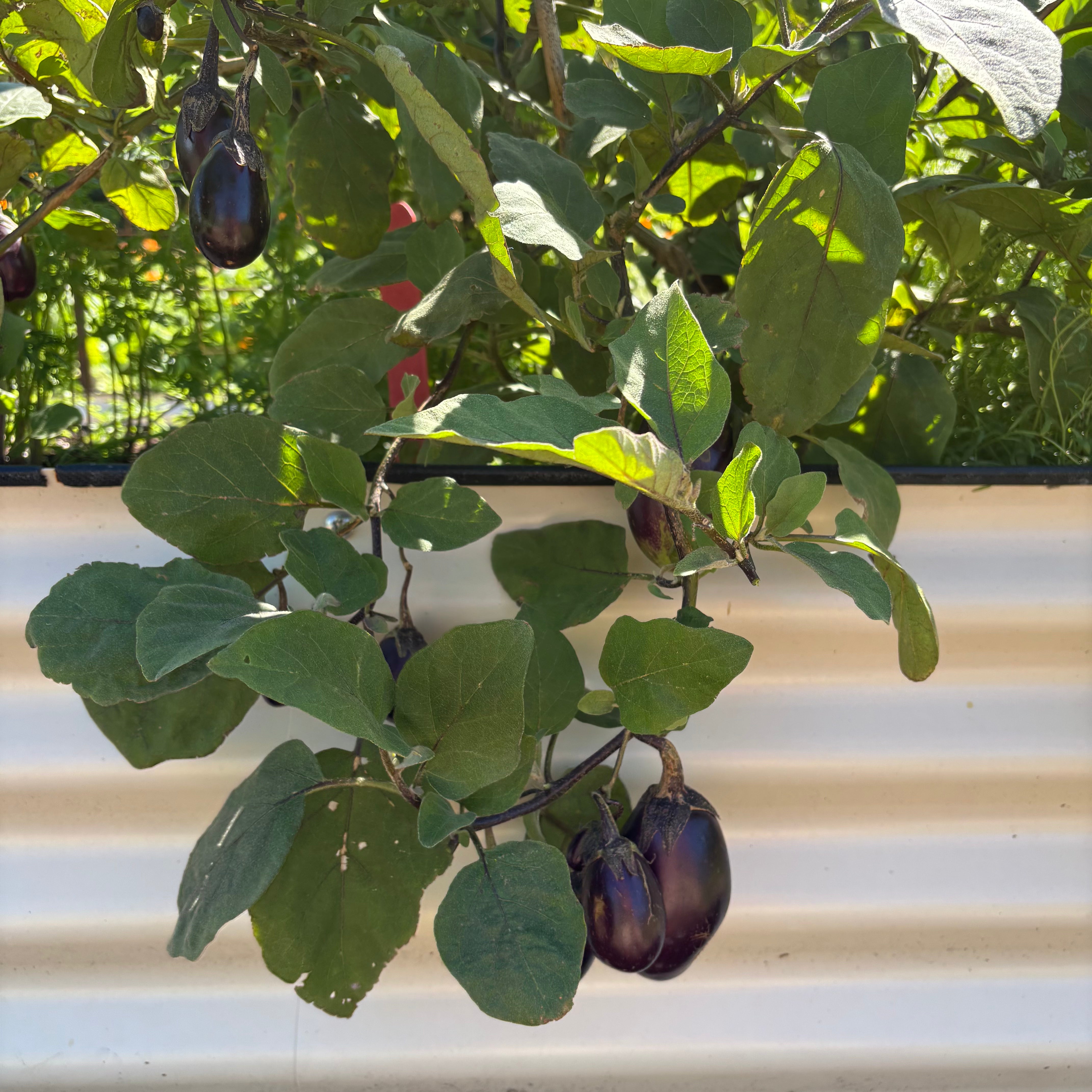 Patio Baby Eggplant