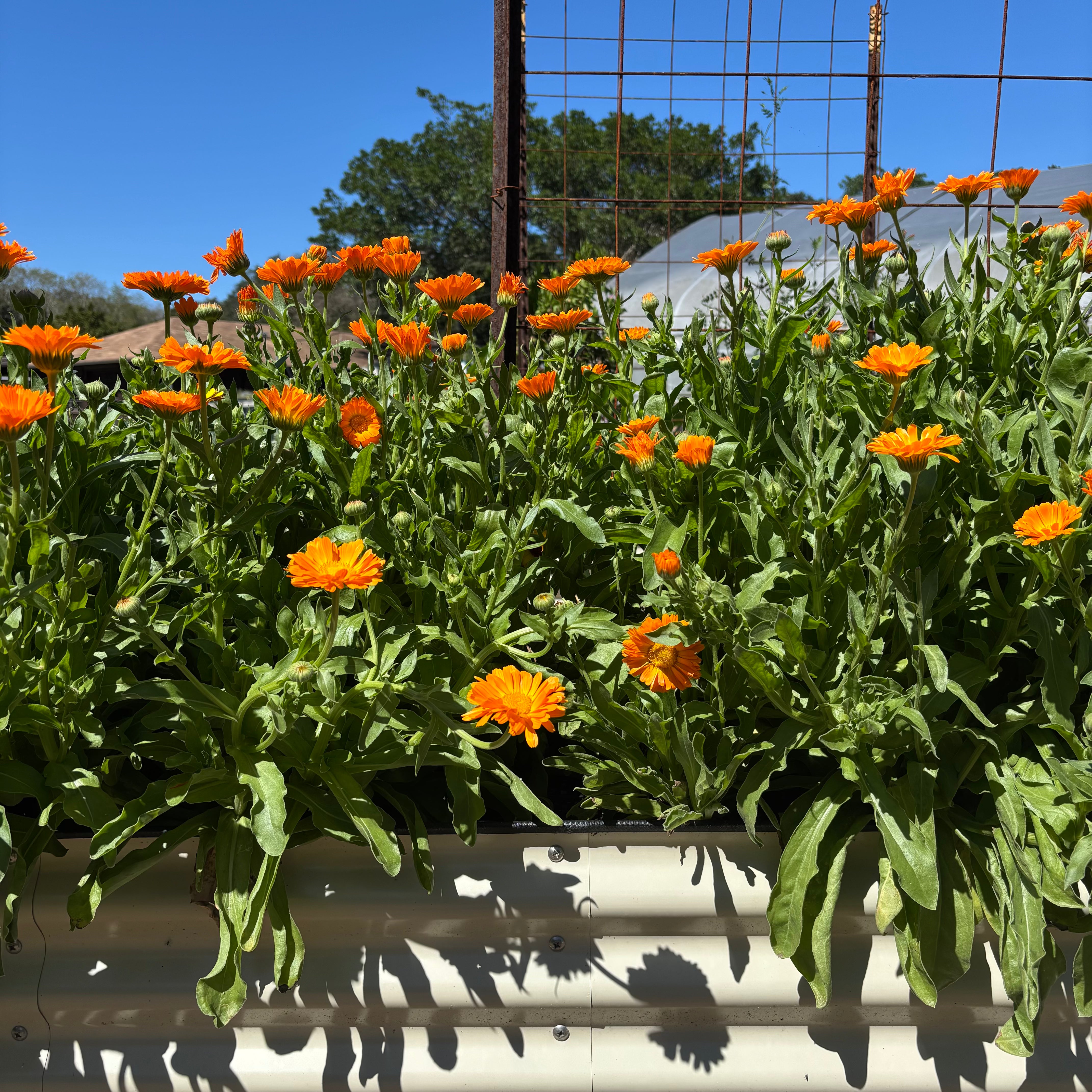 Resina Calendula