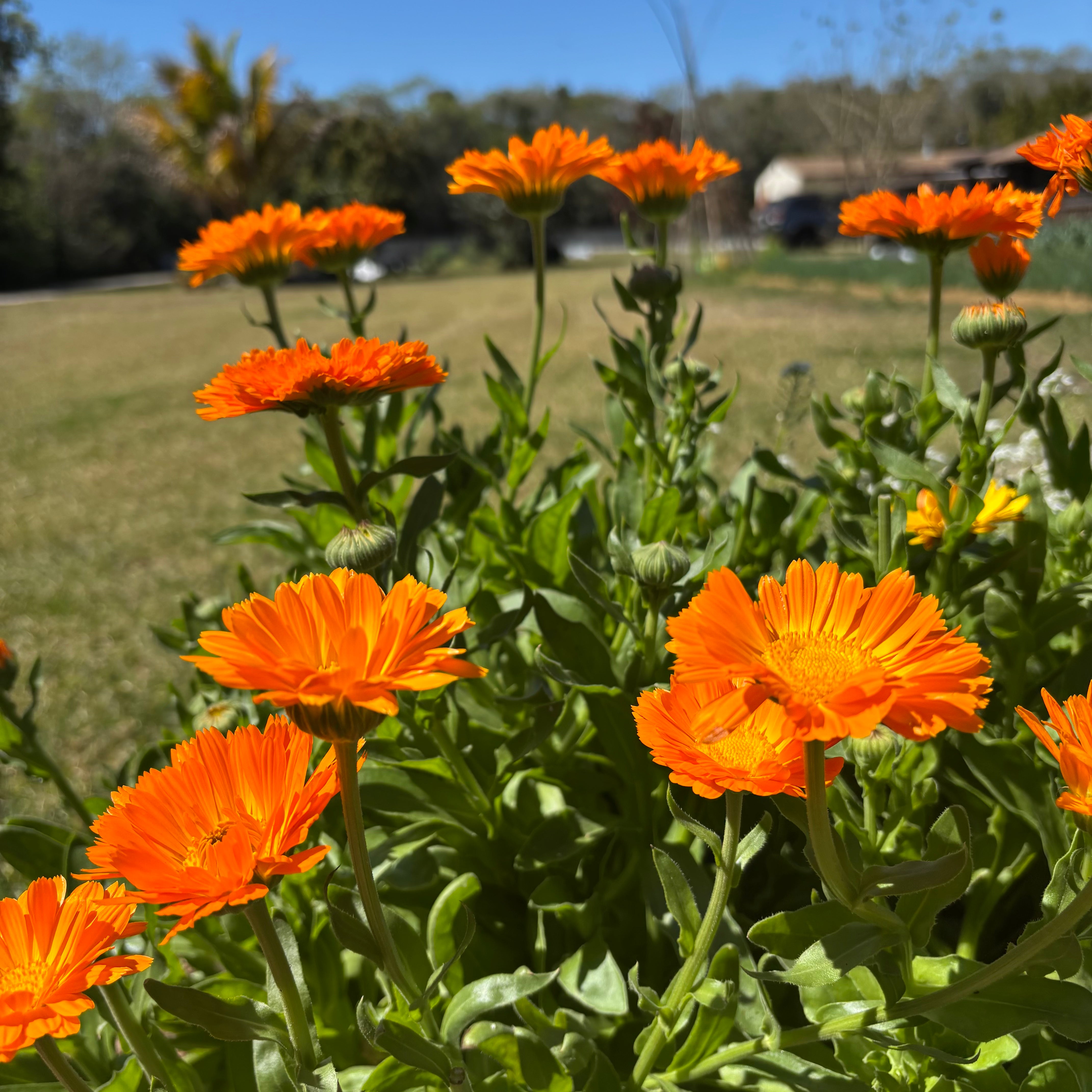 Resina Calendula