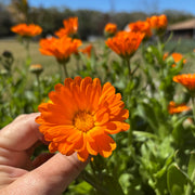 Resina Calendula