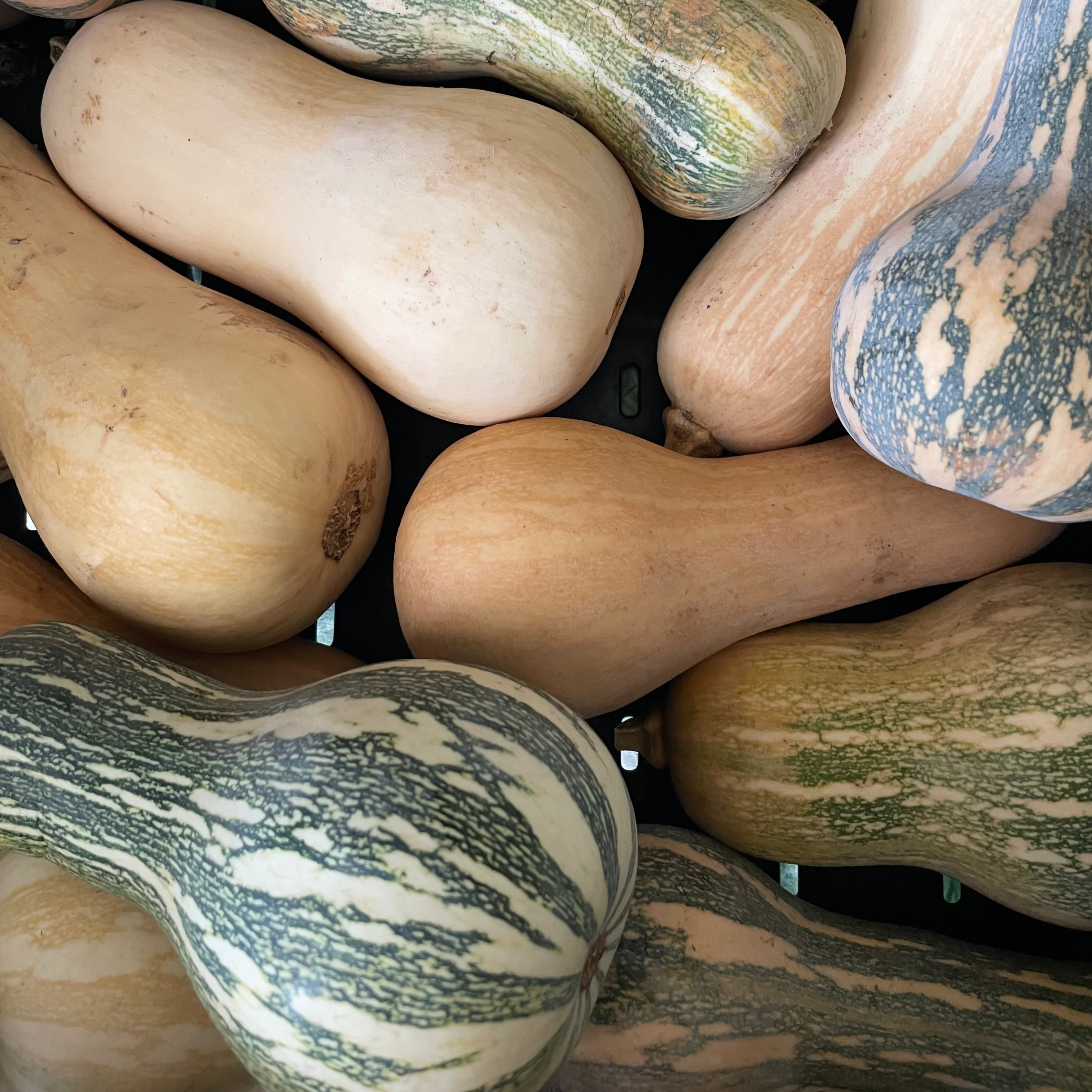 Mini Paulista Summer Squash
