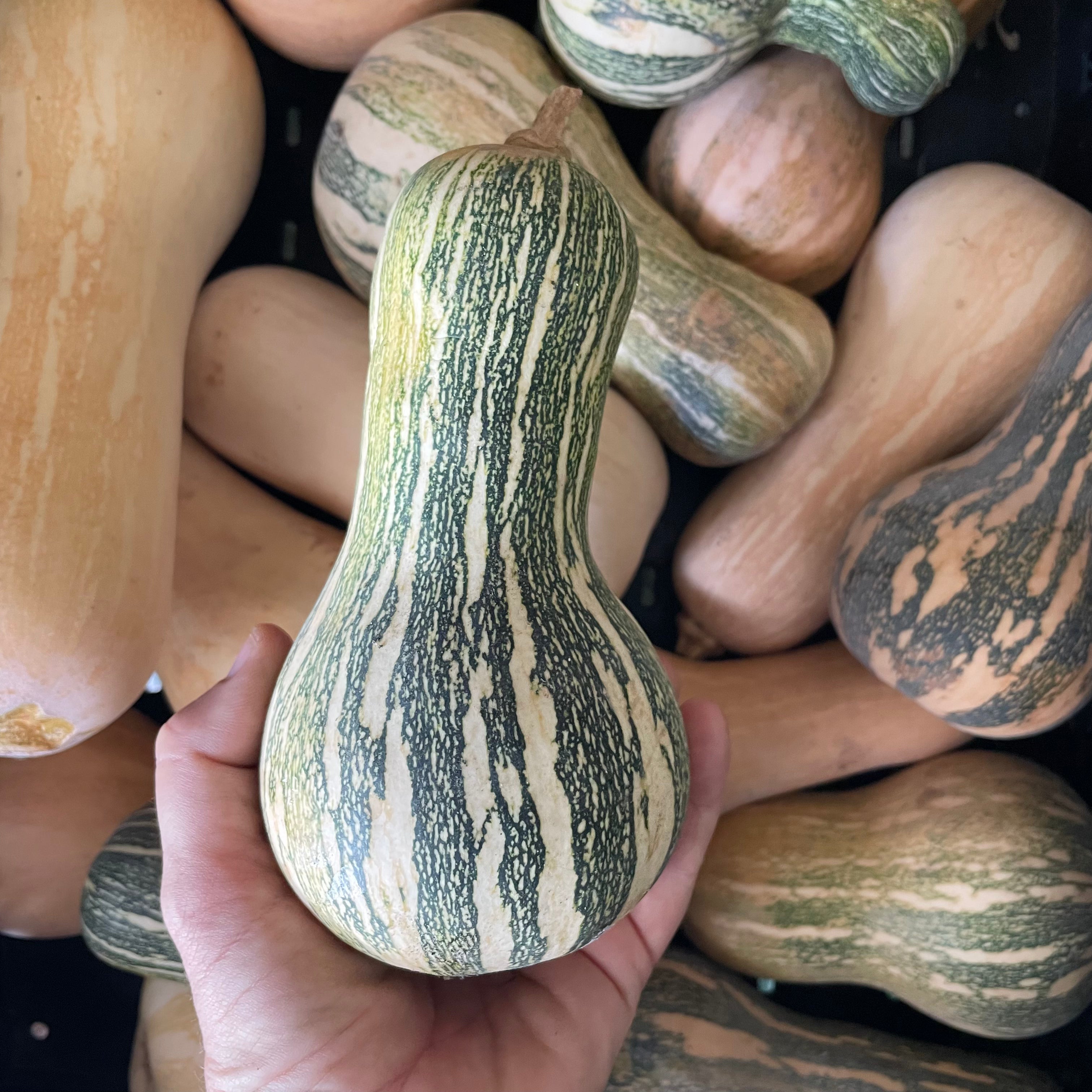 Mini Paulista Summer Squash