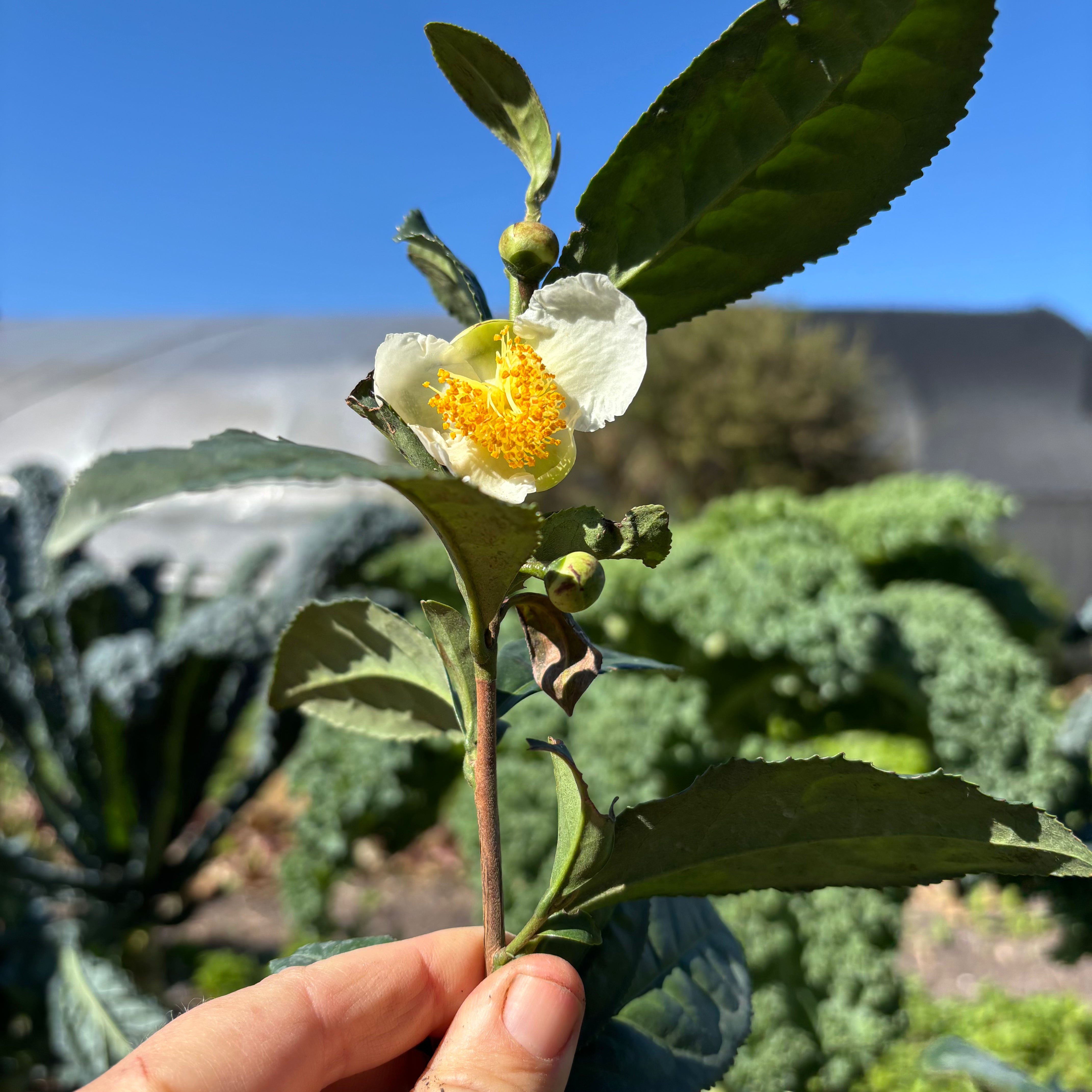 Large Leaf Tea Camellia
