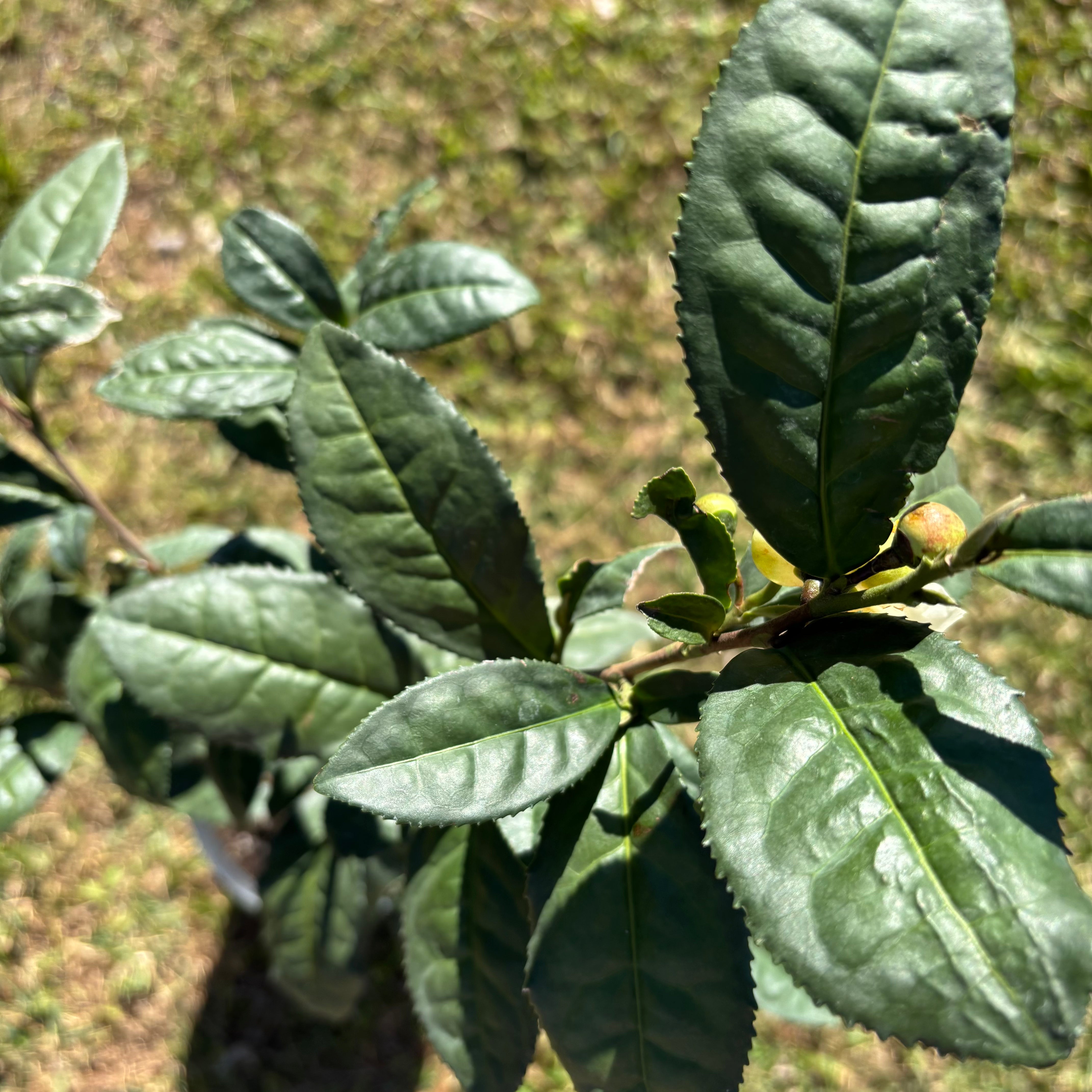 Large Leaf Tea Camellia