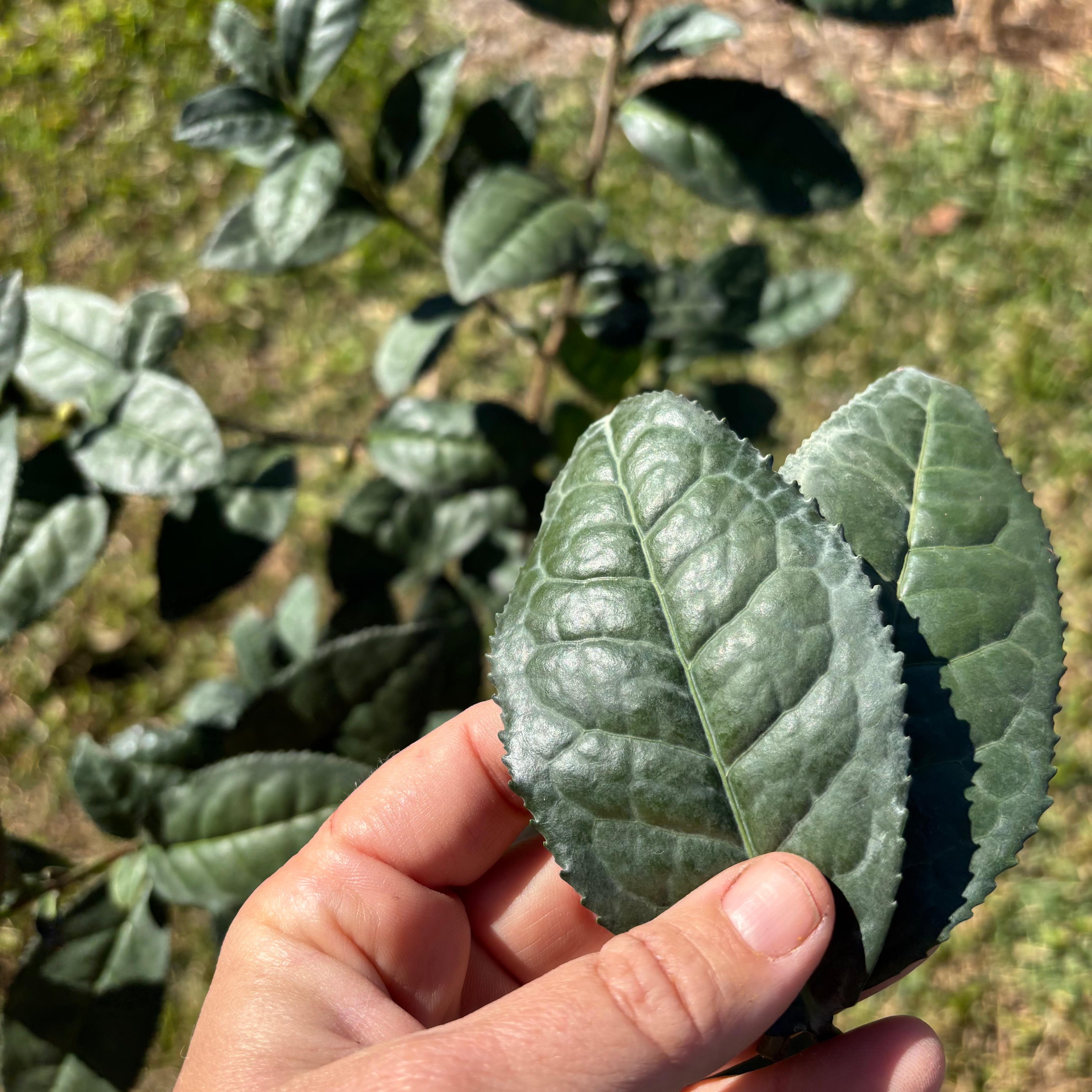 Large Leaf Tea Camellia