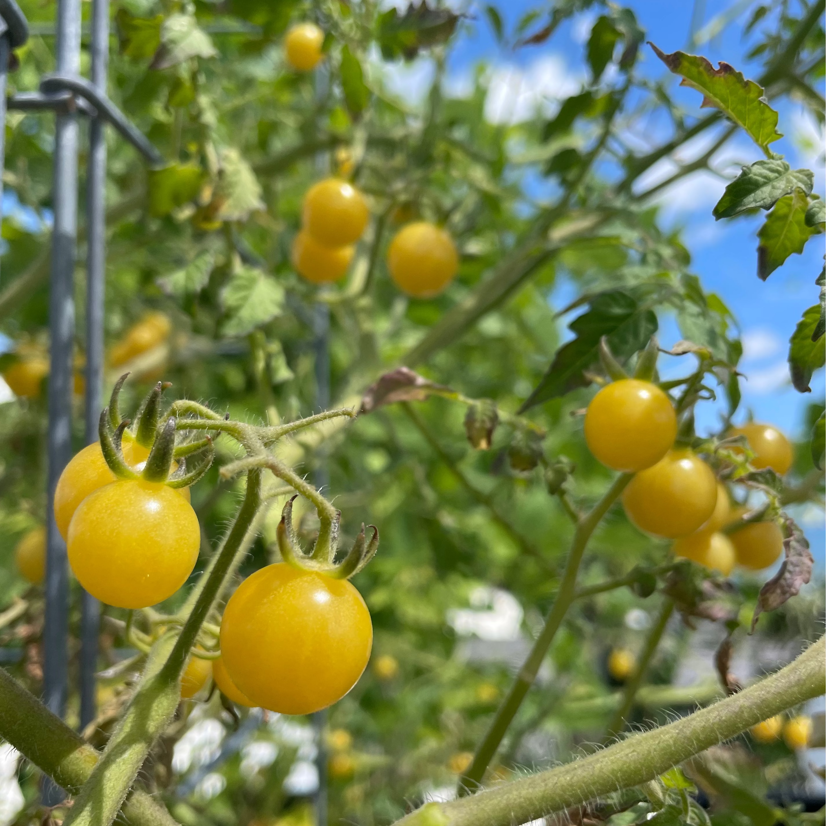 Yellow Everglades Cherry Tomatoes