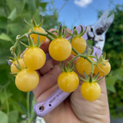 Yellow Everglades Cherry Tomatoes