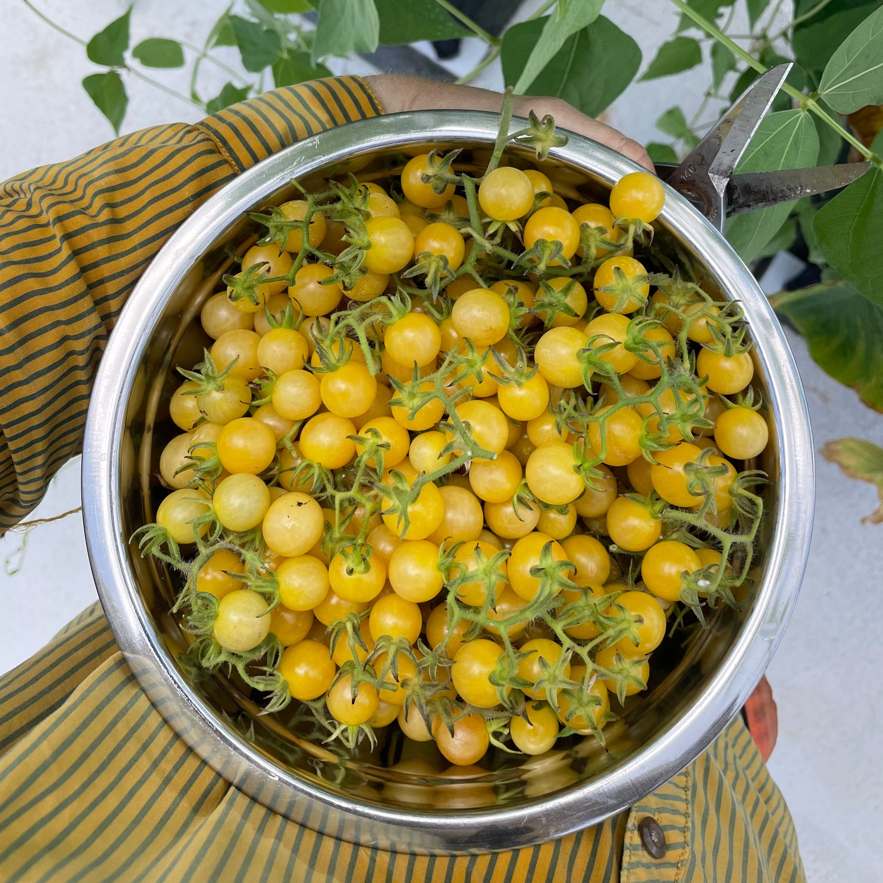 Yellow Everglades Cherry Tomatoes