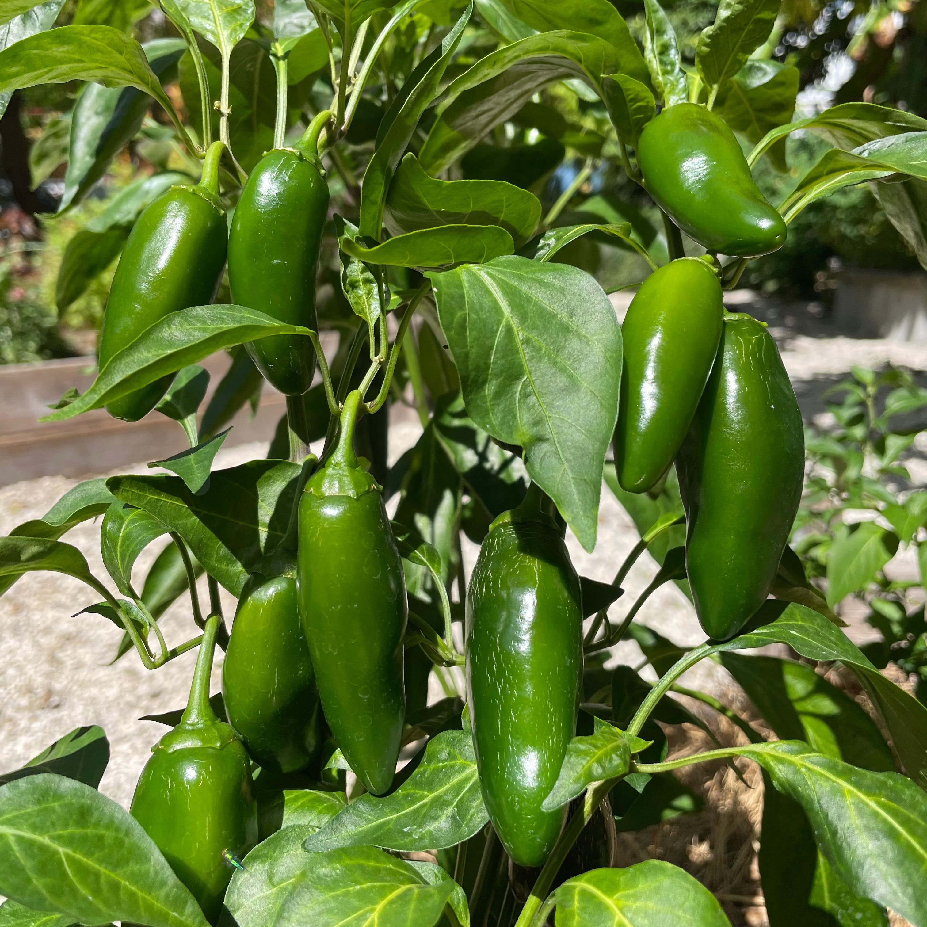 Jalapeño Pepper