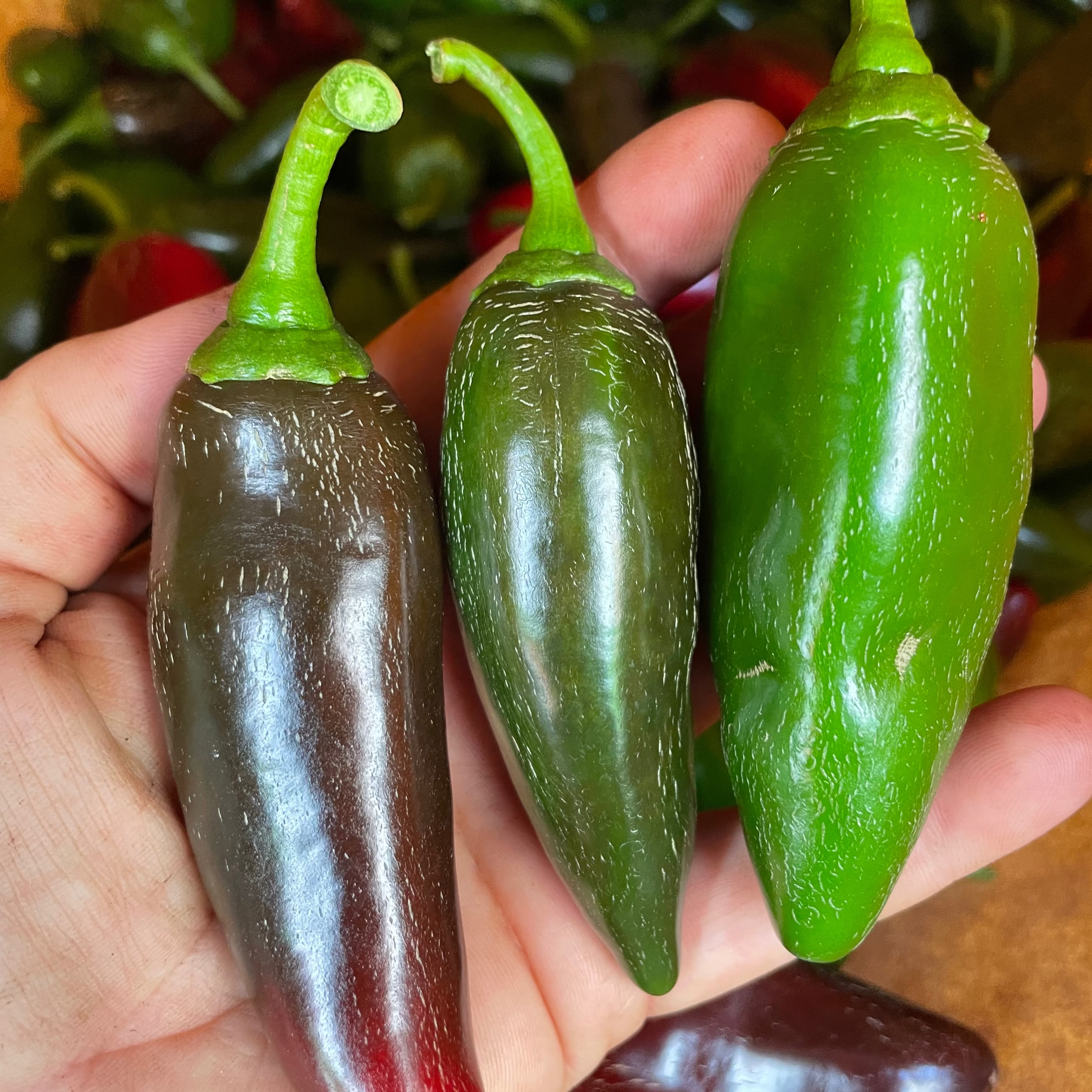 Jalapeño Pepper