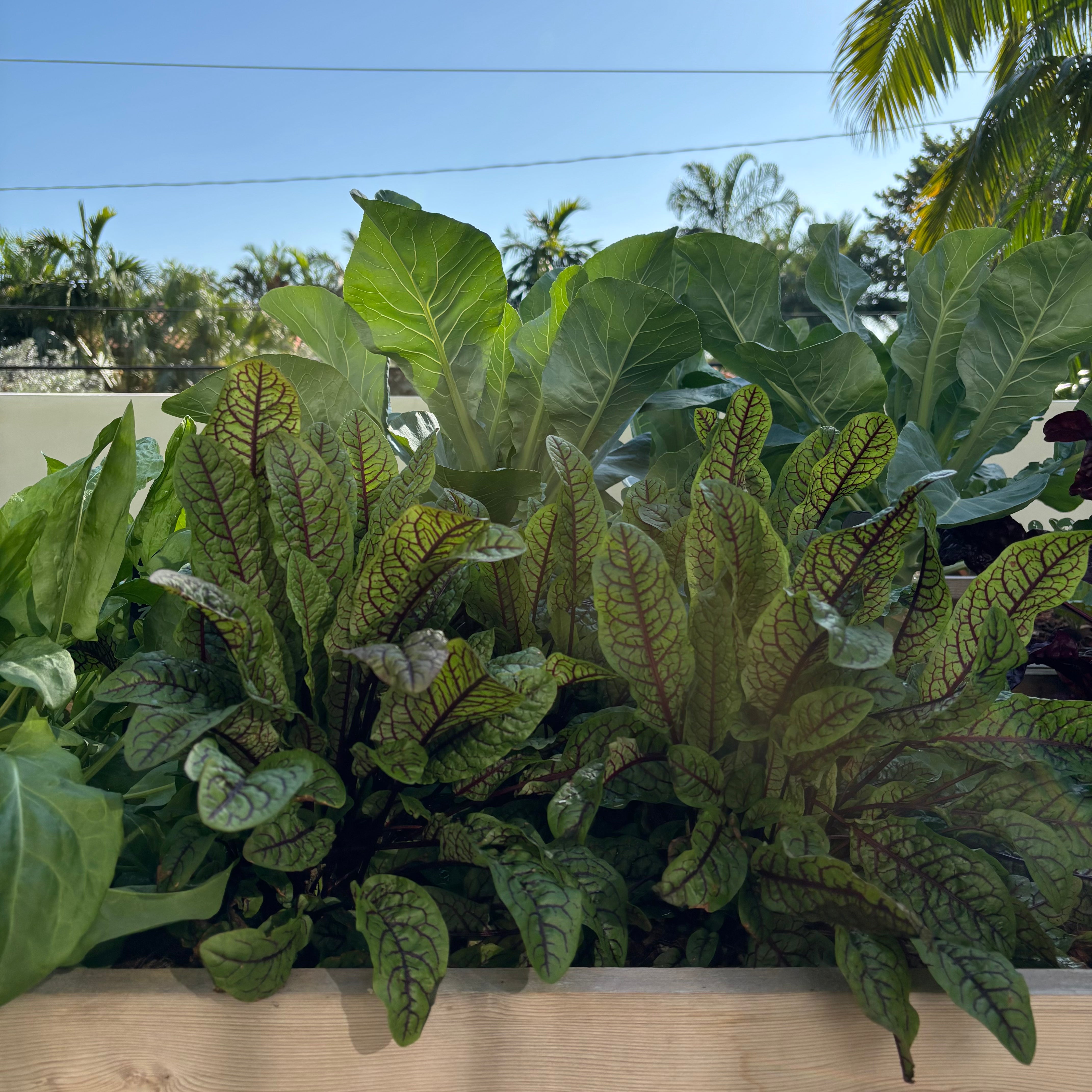 Red Veined Sorrel