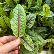 Red Veined Sorrel