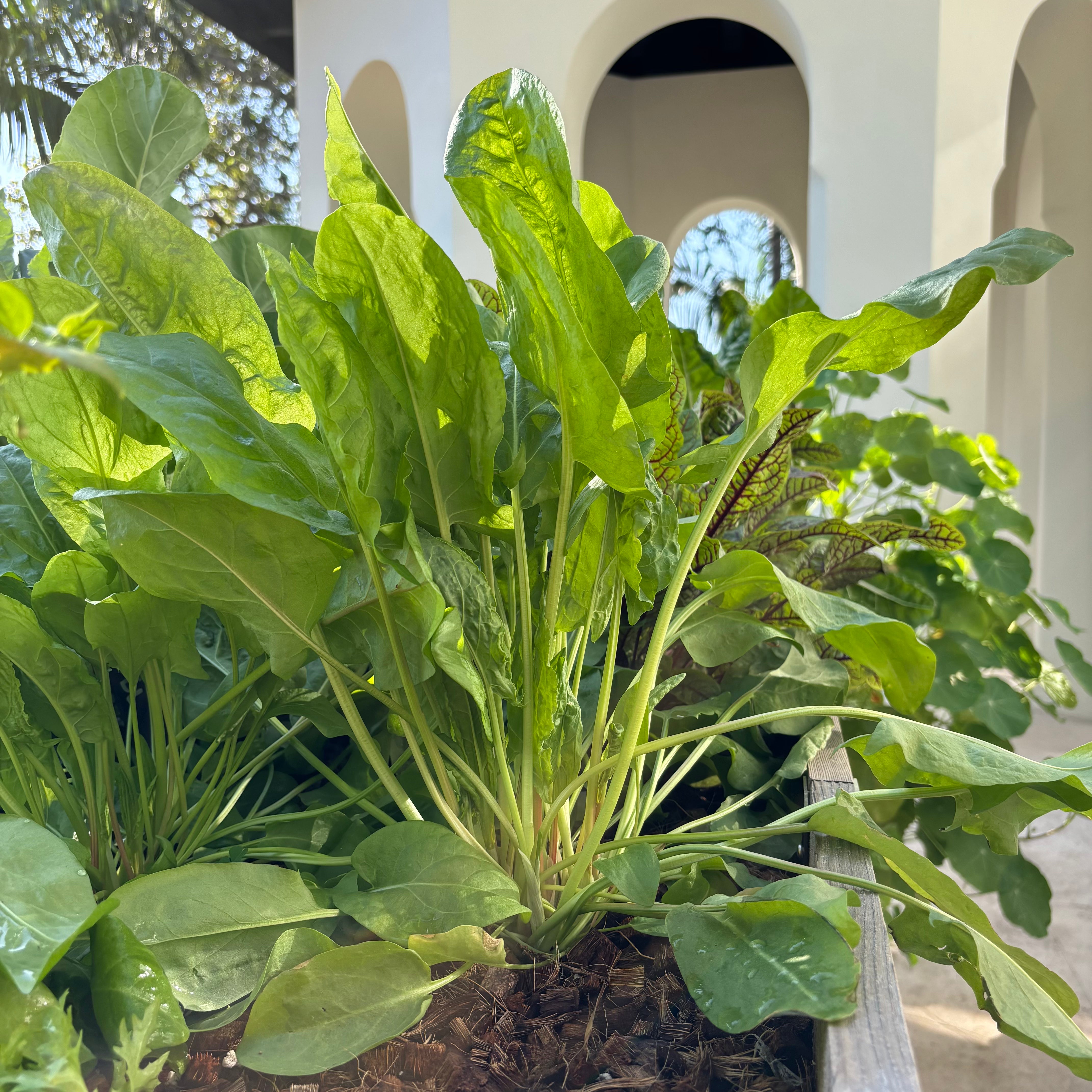 Green Sorrel