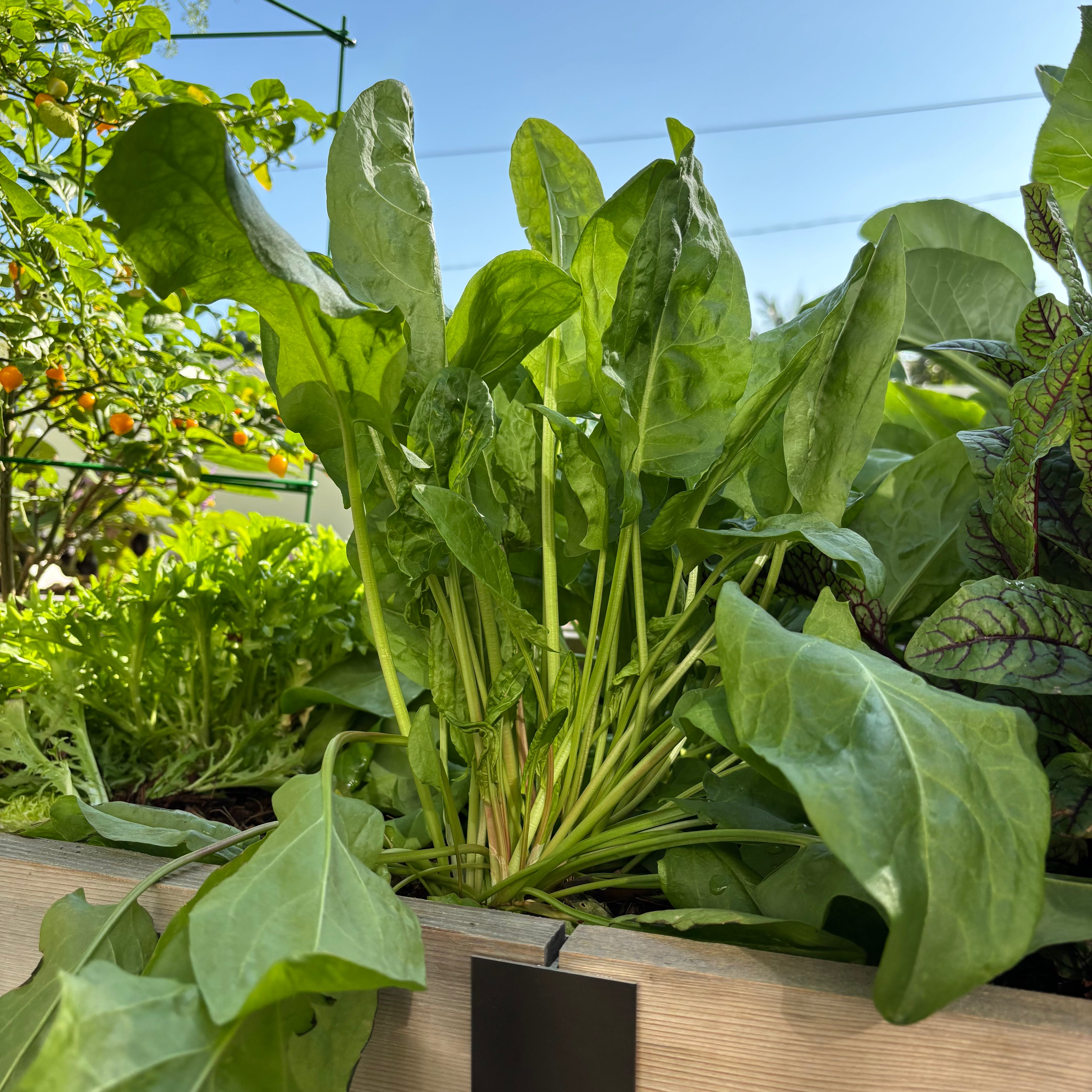 Green Sorrel